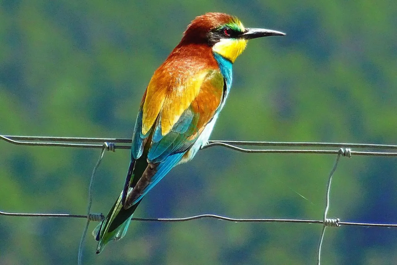 Property building in 7 Pines Kasauli