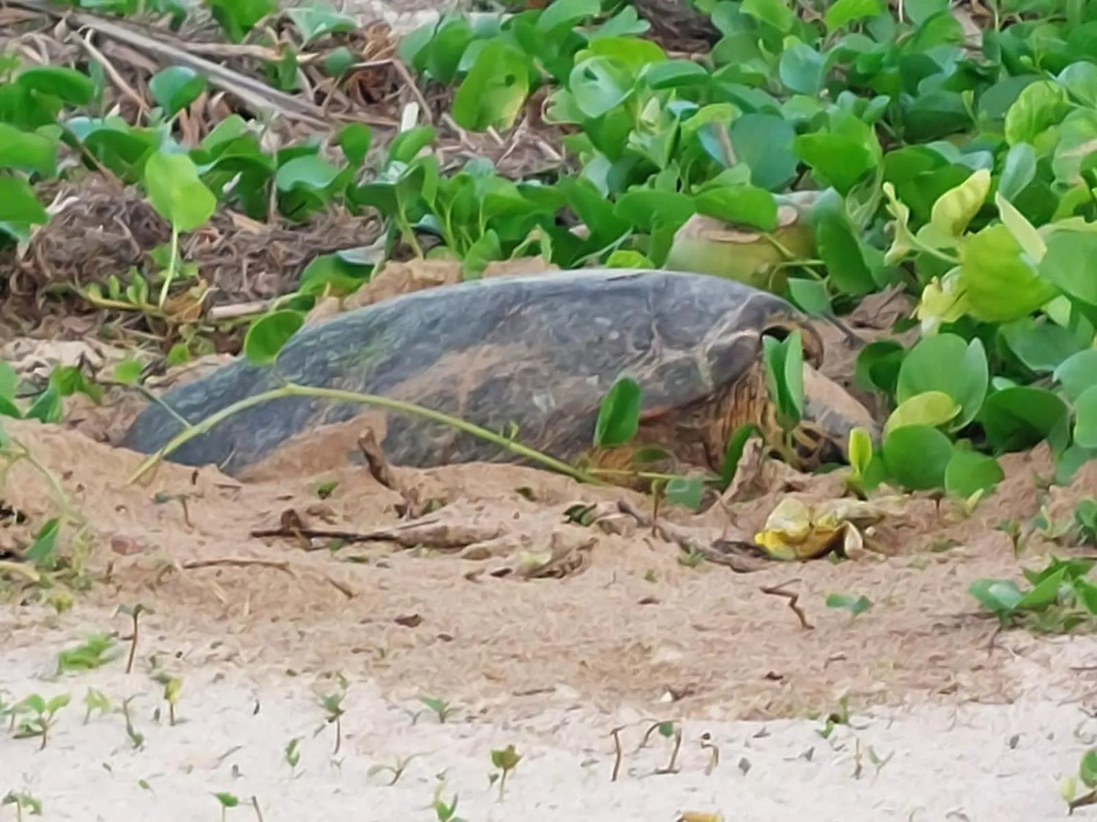 Shanaz Beachside Retreat