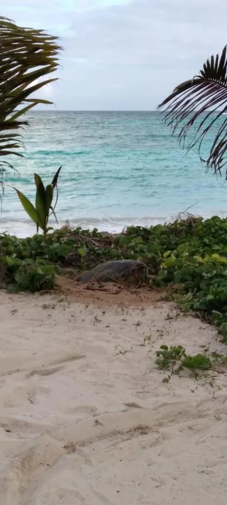 Natural landscape in Shanaz Beachside Retreat