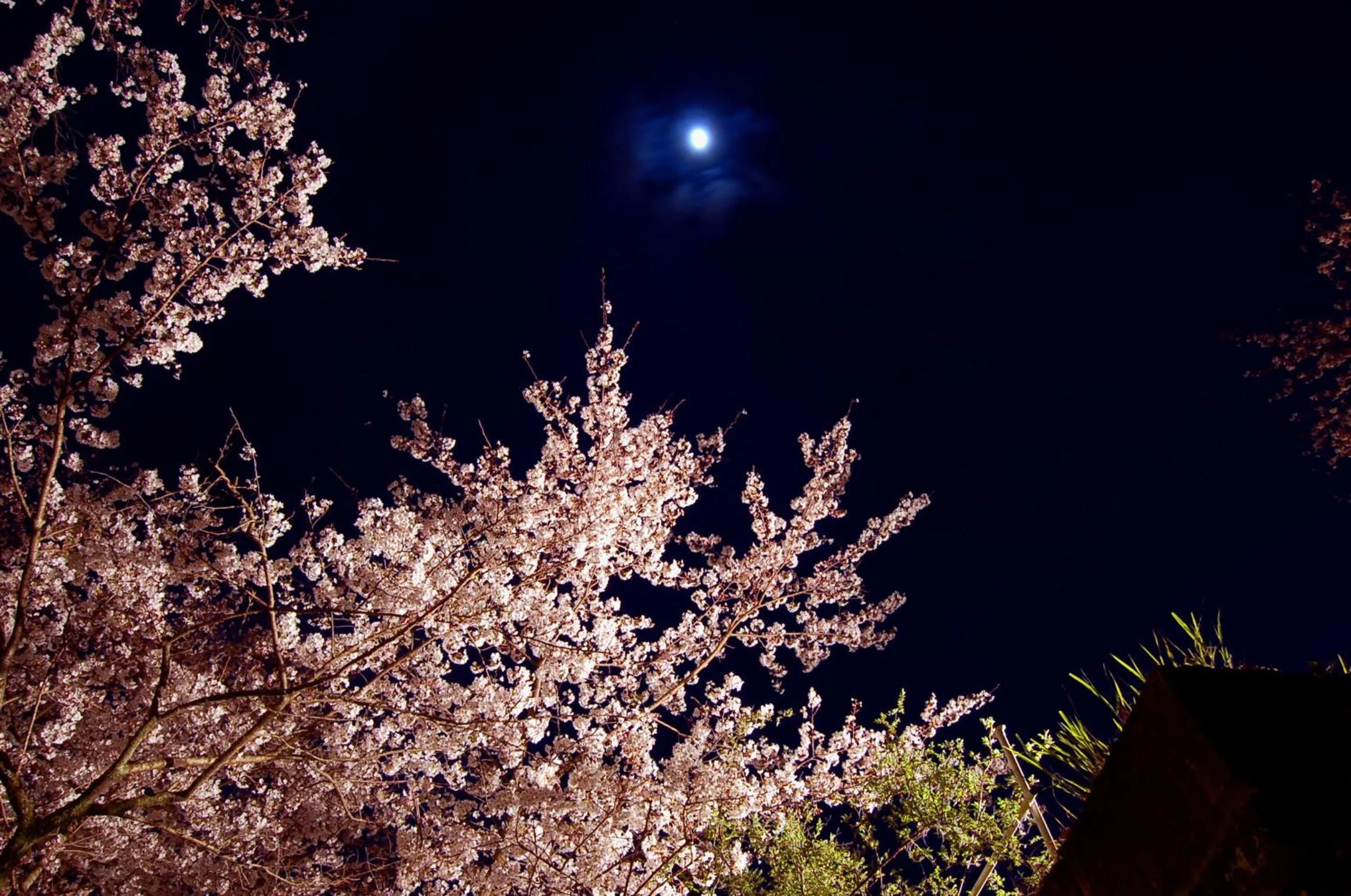 Night, Natural Landscape in Ryokan Kijitei Hoeiso