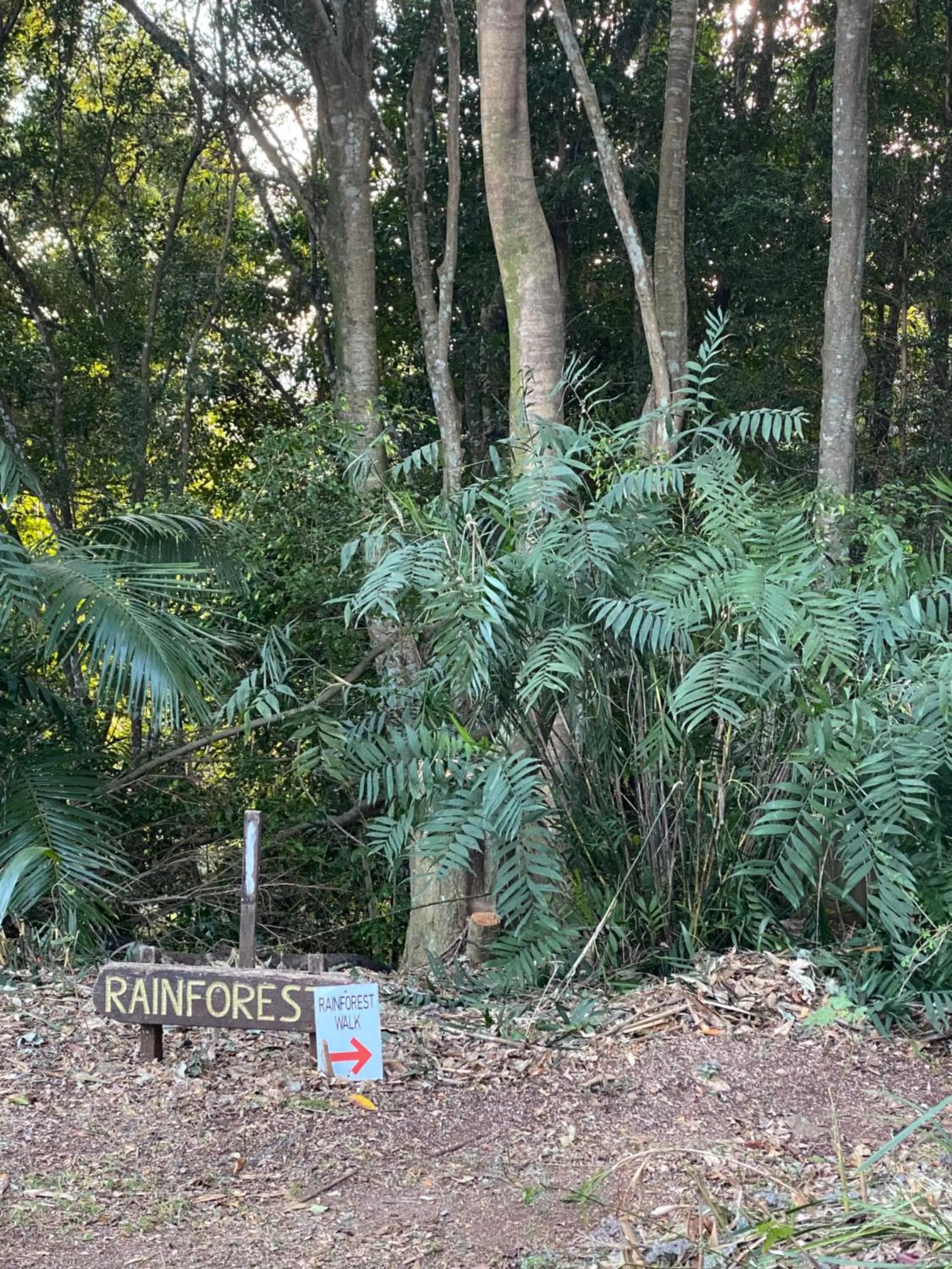 Natural landscape in Koala Cabins Sunshine Coast