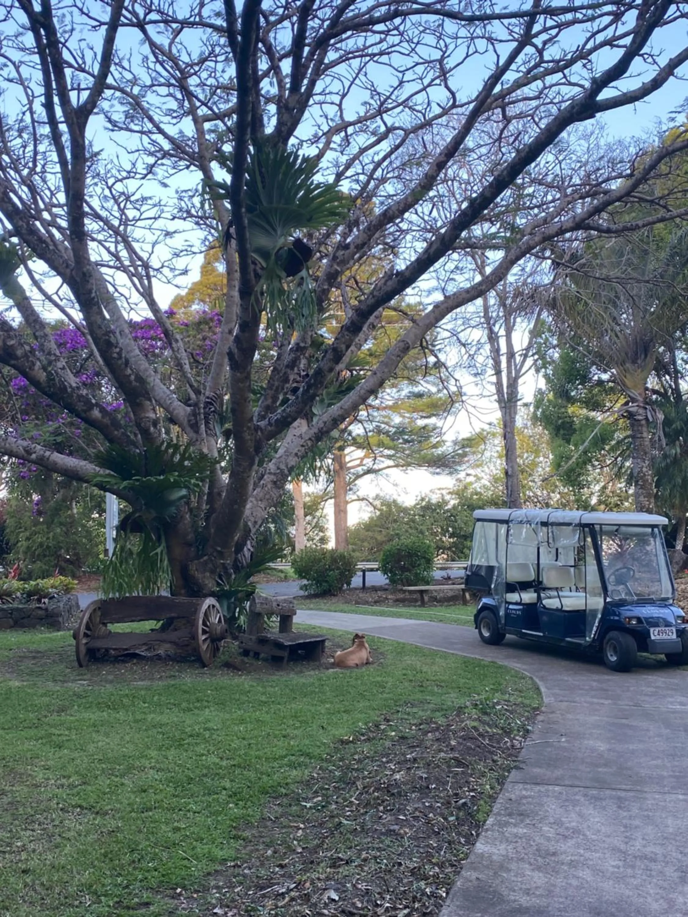 Natural landscape in Koala Cabins Sunshine Coast