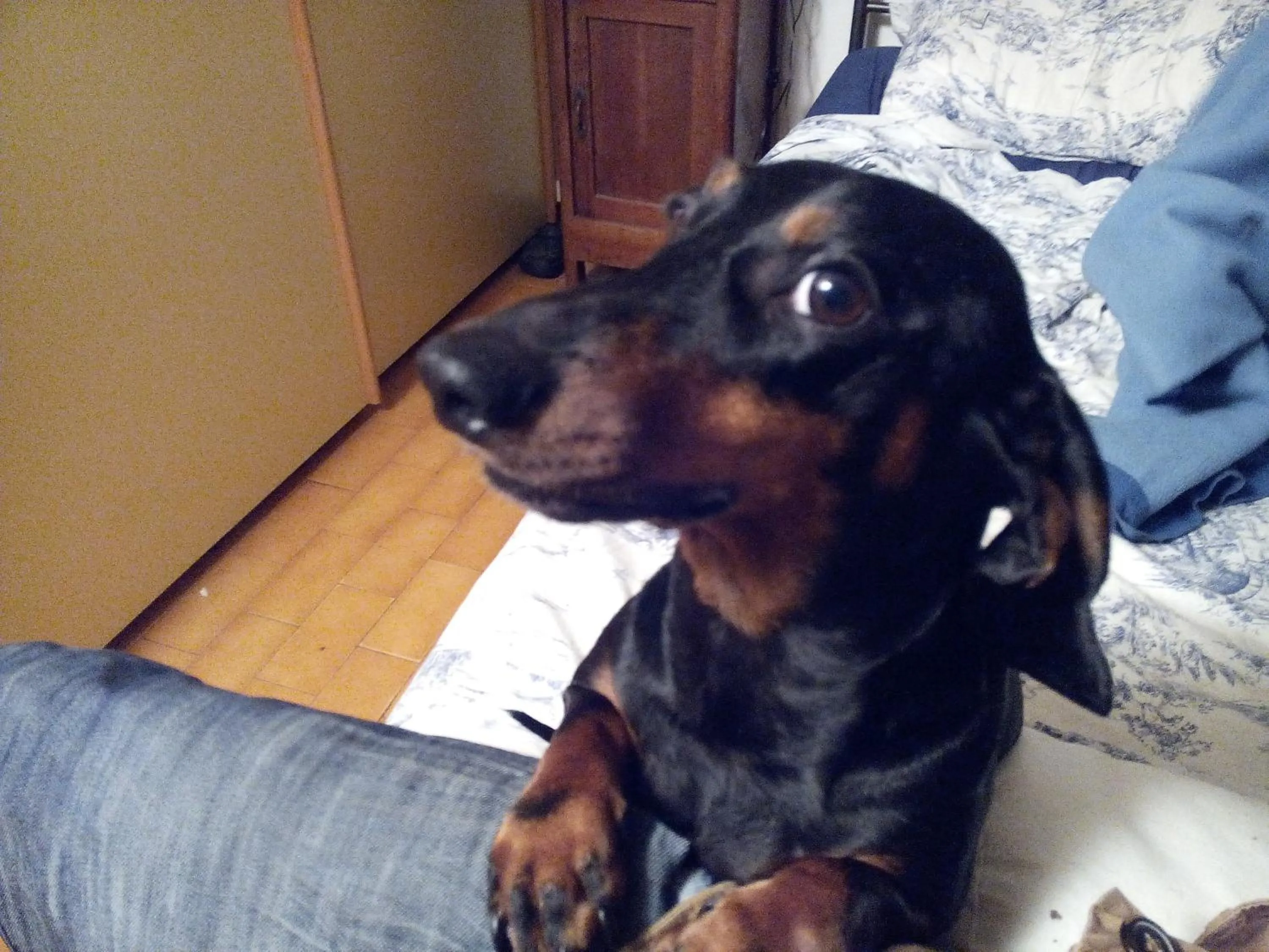 Pets in Albergo Marenghi