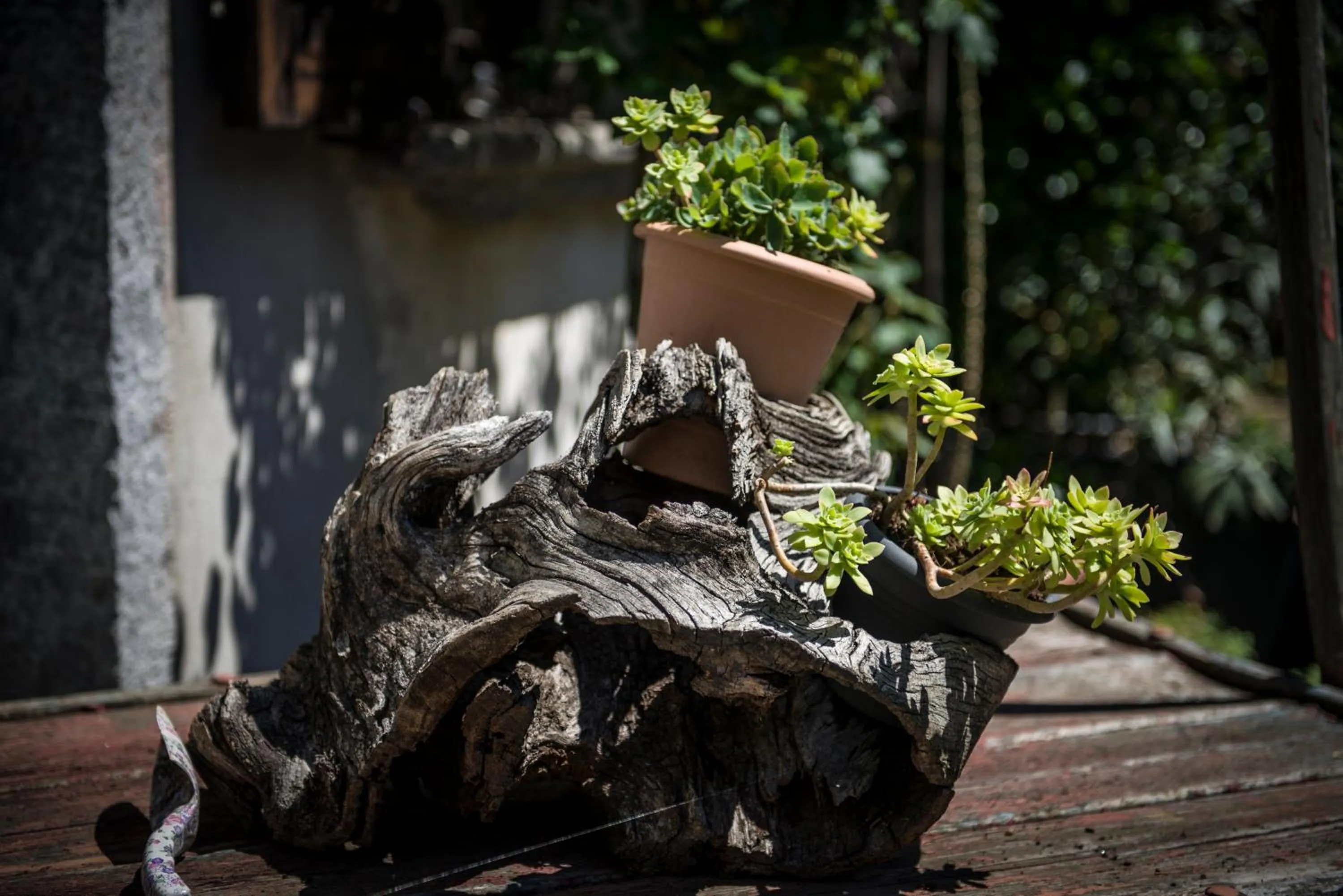 Garden in Alloggi Alla Cantina