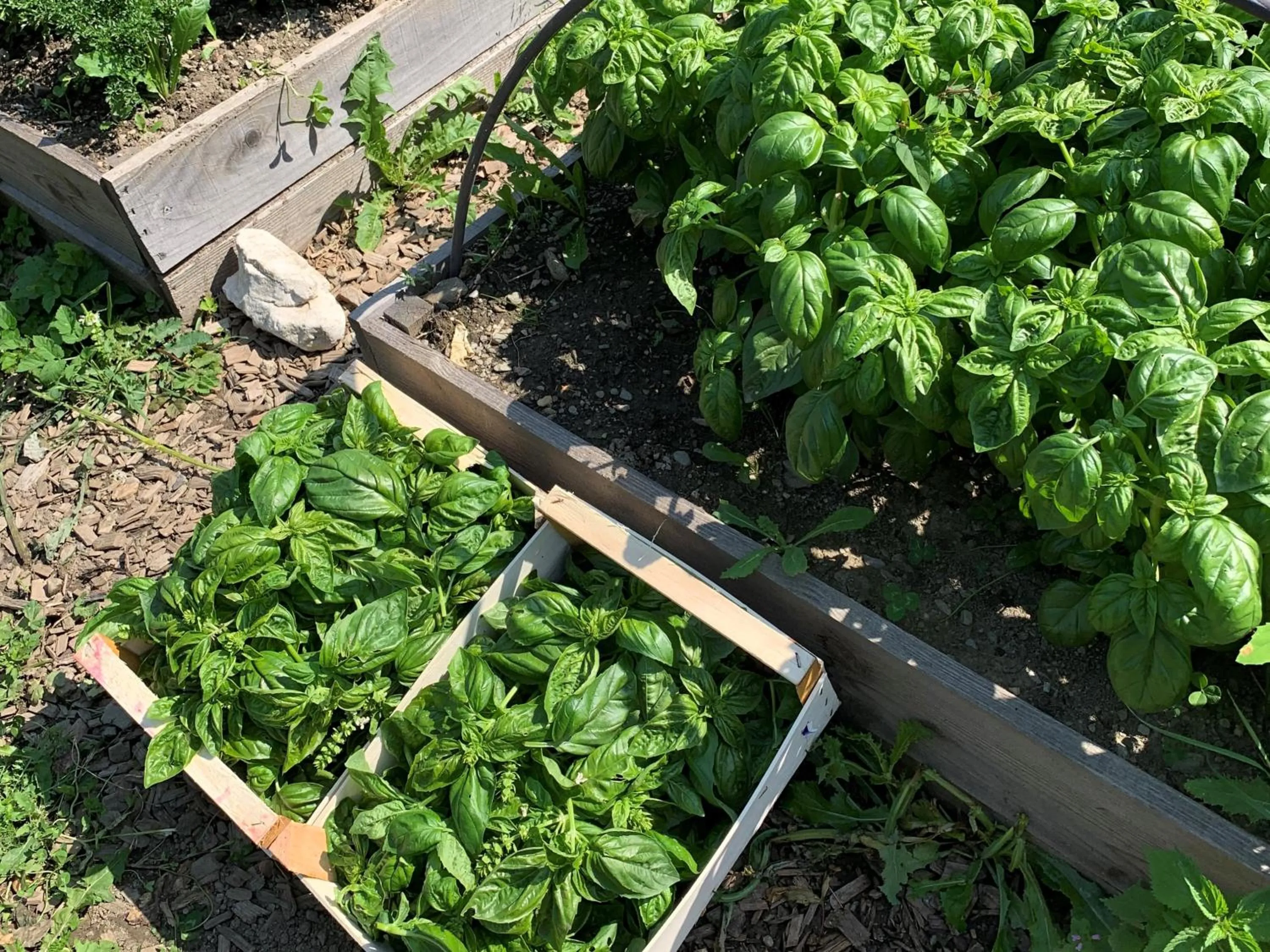 Garden in Apparthotel Germania