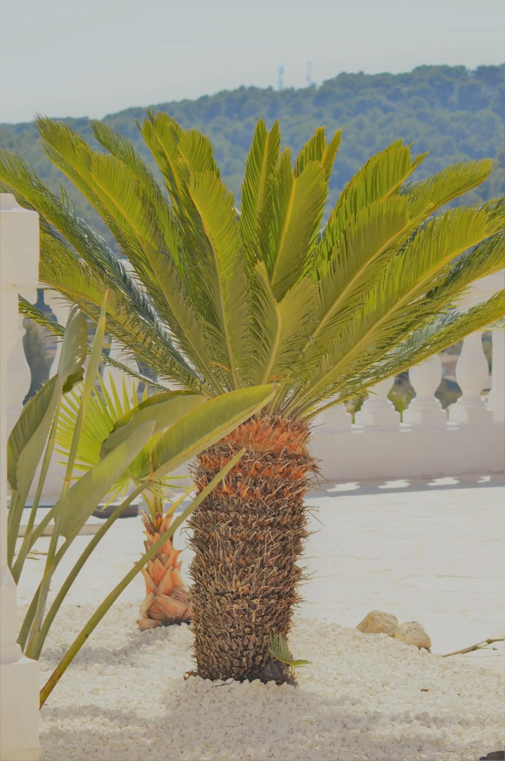 Garden view in Villa La Terre Des Lauriers