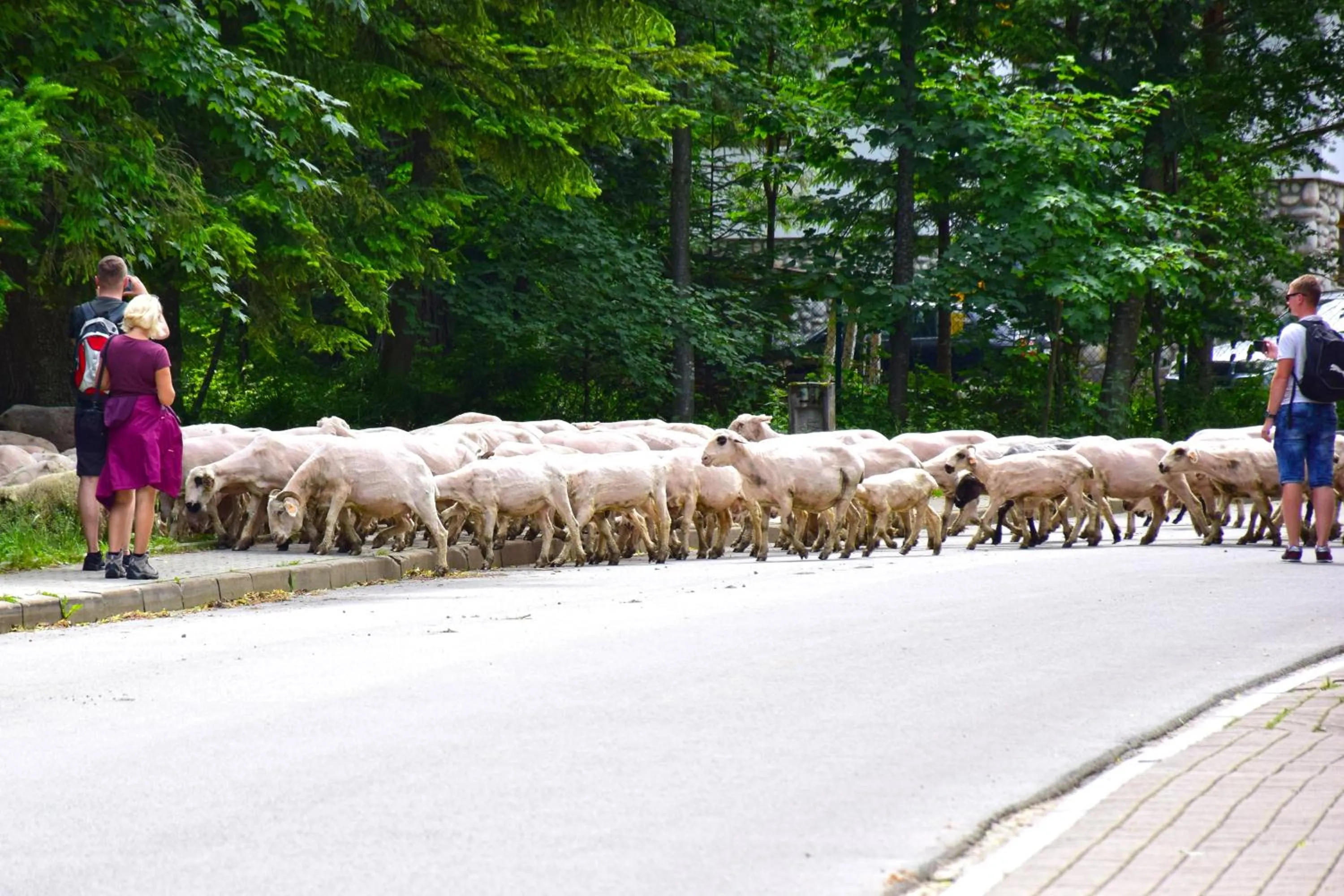 Animals in Willa Halka