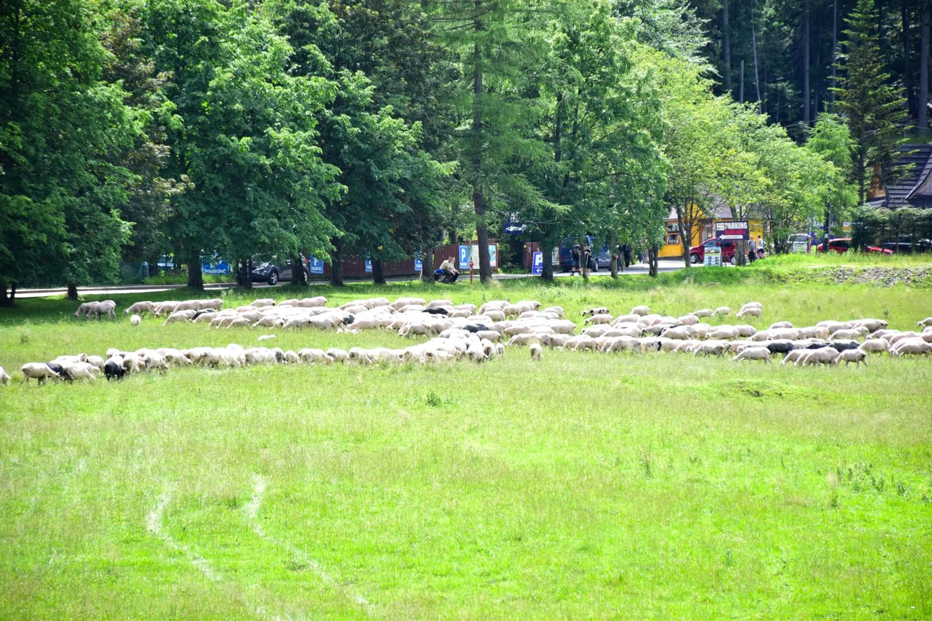 Animals in Willa Halka