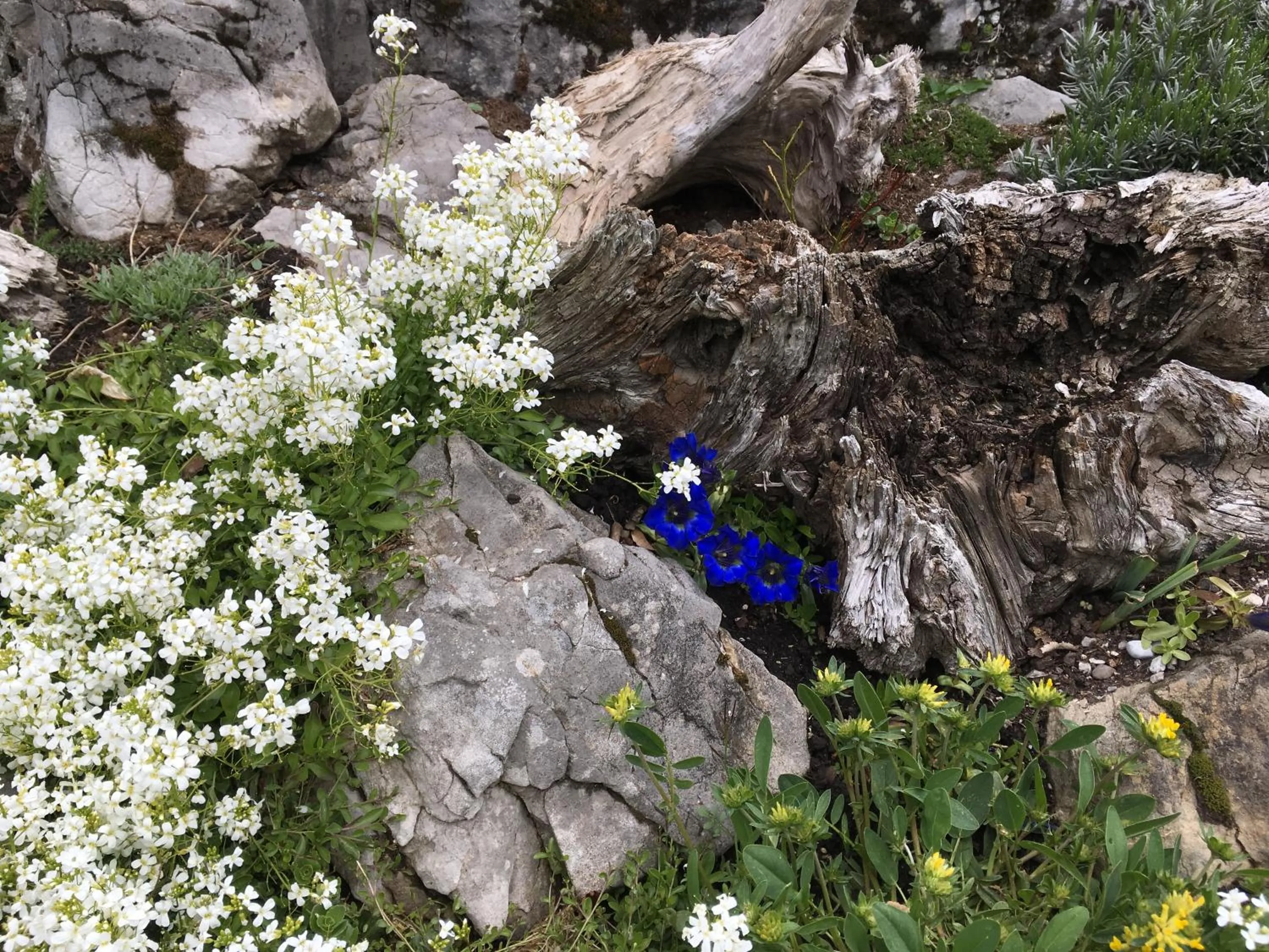 Garden in Hotel Restaurant Hammer