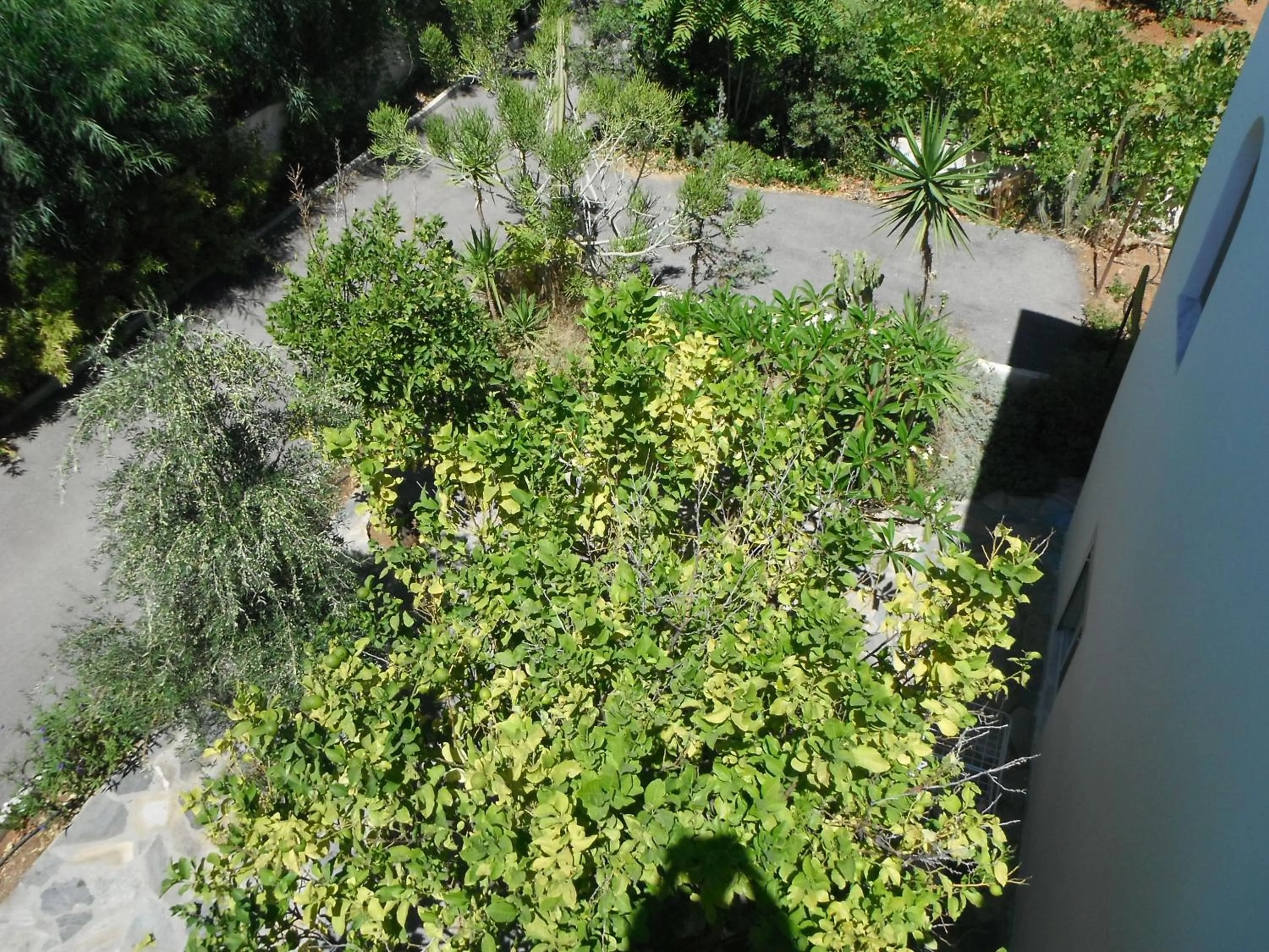 Garden in Mandorla Apartments