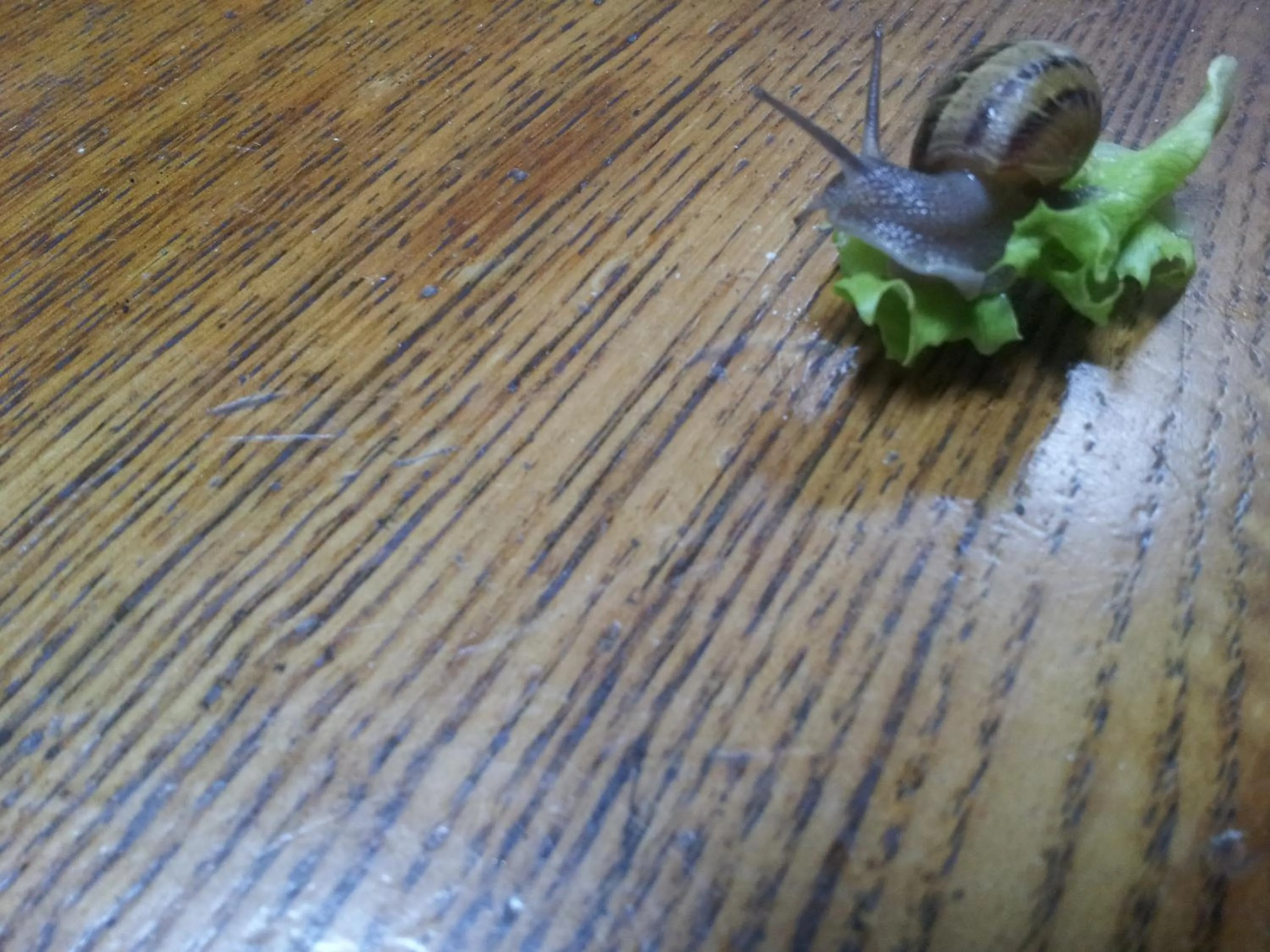 Antica Terrazza Pietramala