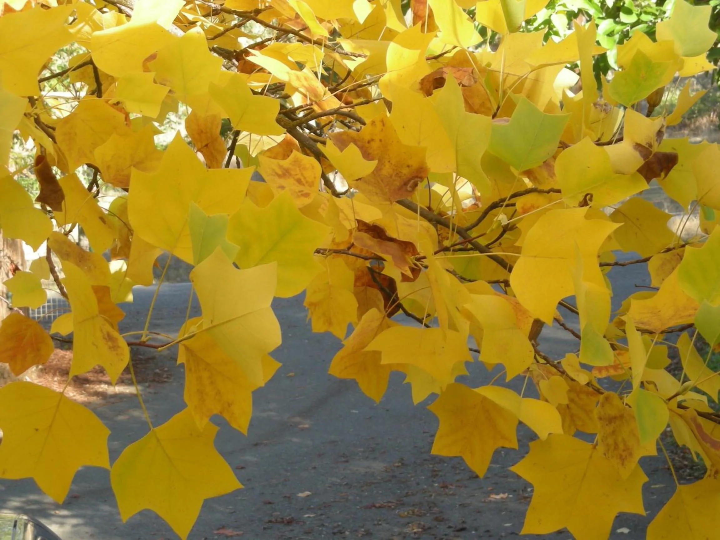 Backyard Garden Oasis