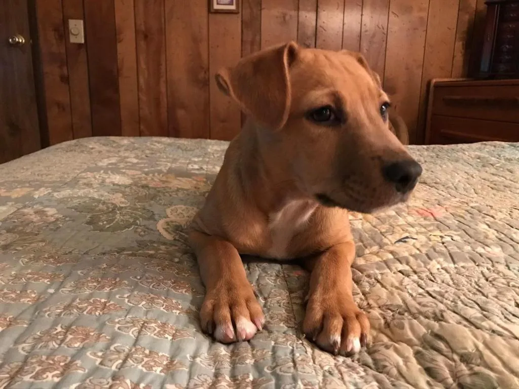 Pets in Backyard Garden Oasis