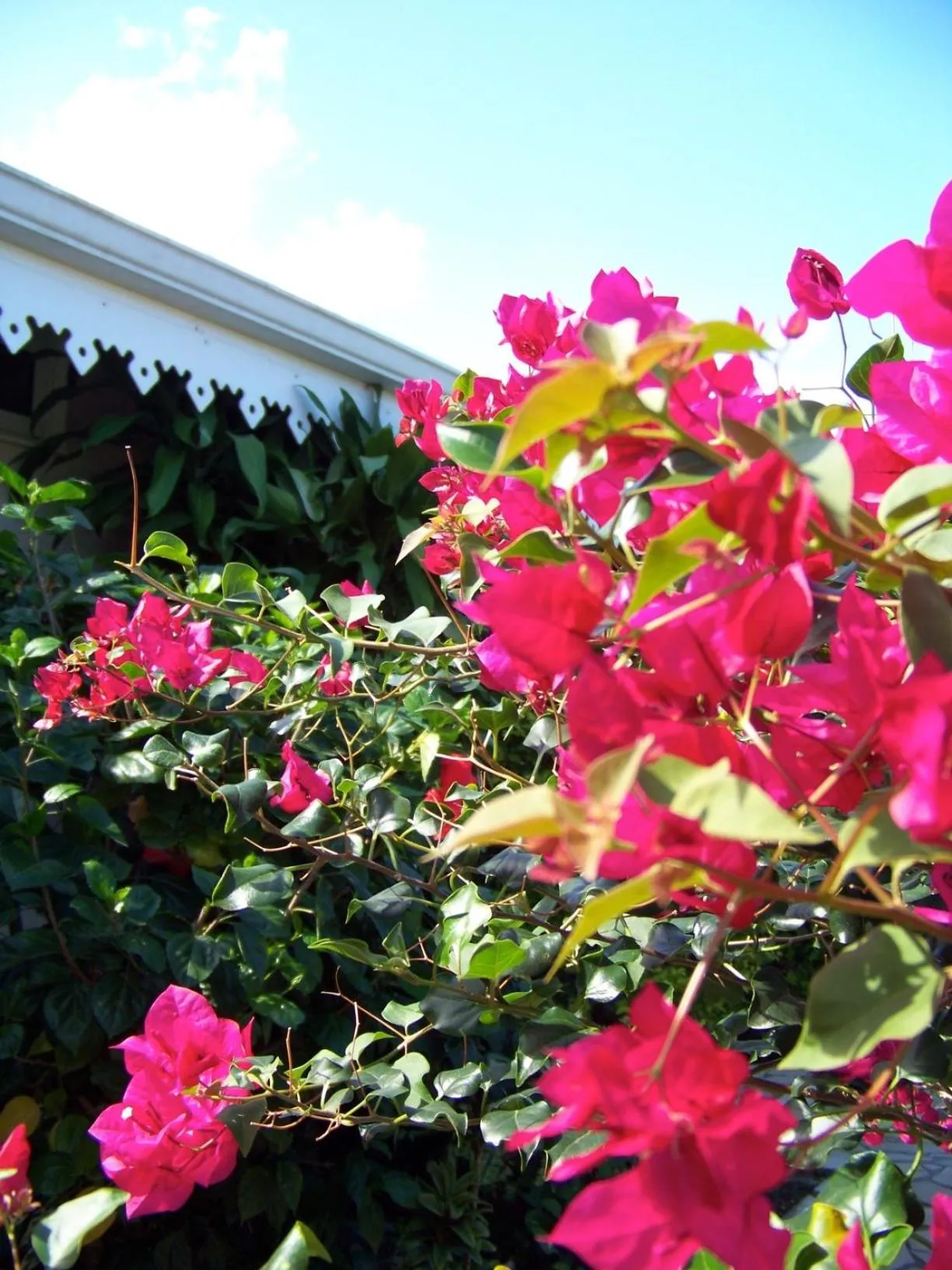 Garden view in Relais Fenua