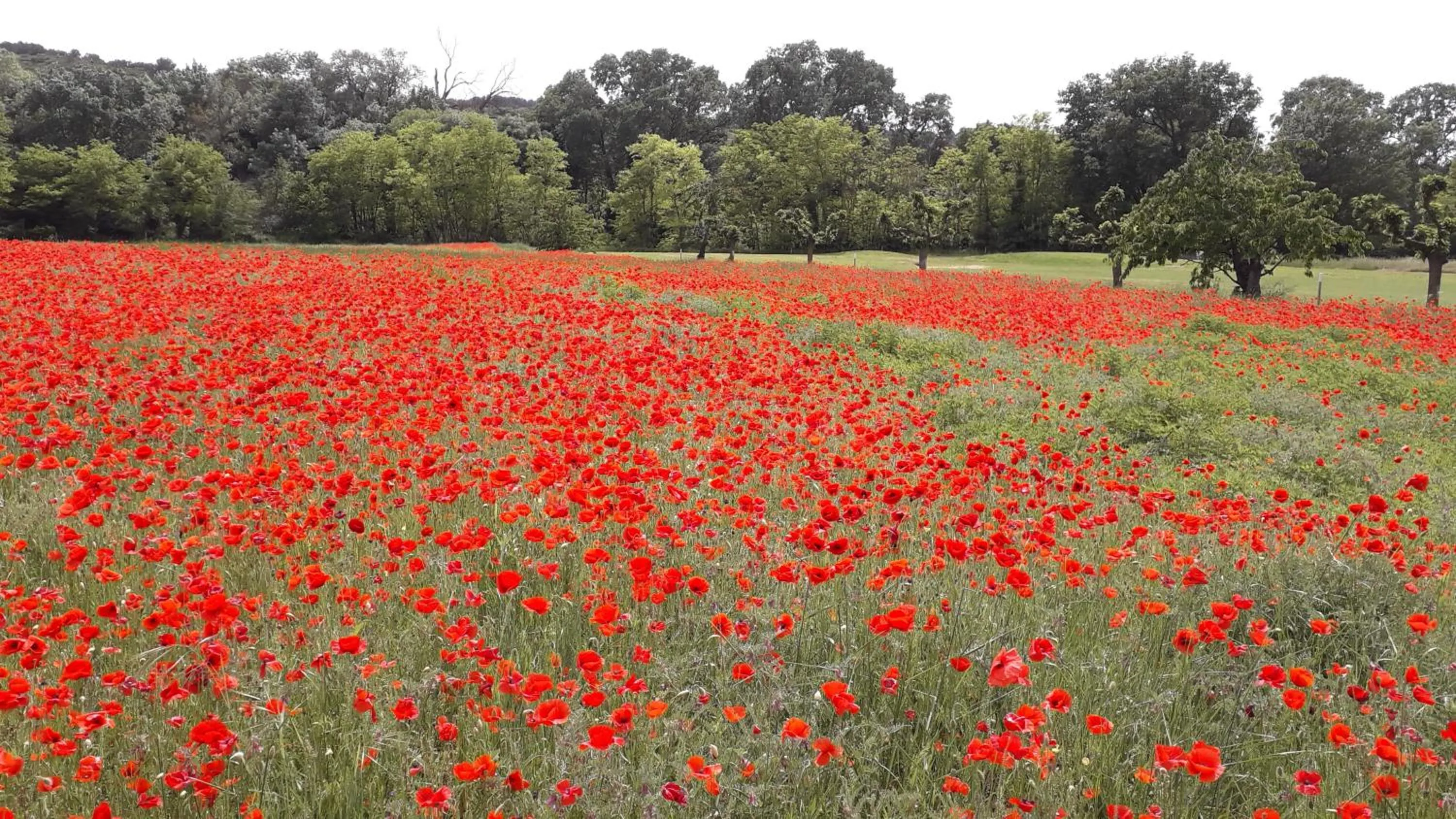 Garden view in GOLF CLUB D'UZES