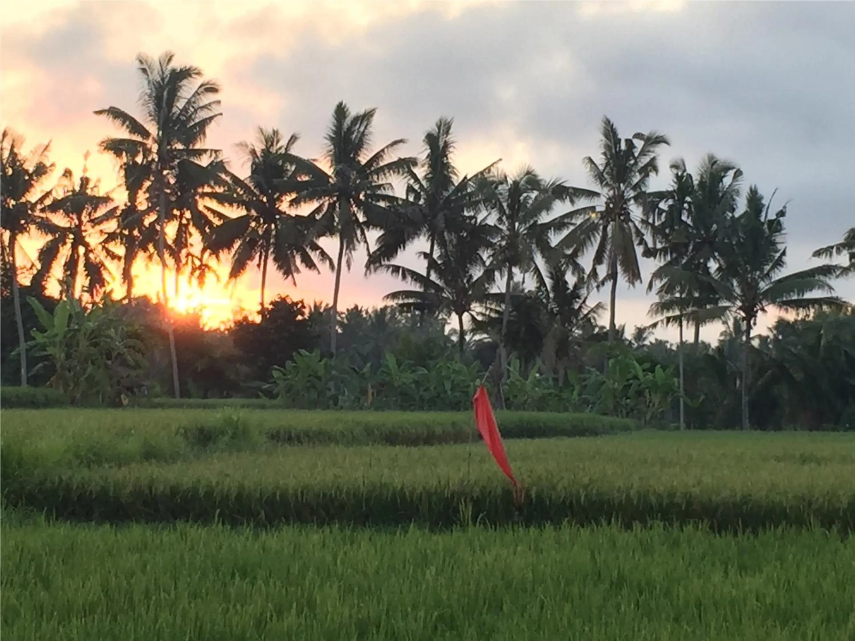 Pool view in Suly Vegetarian Resort & Spa
