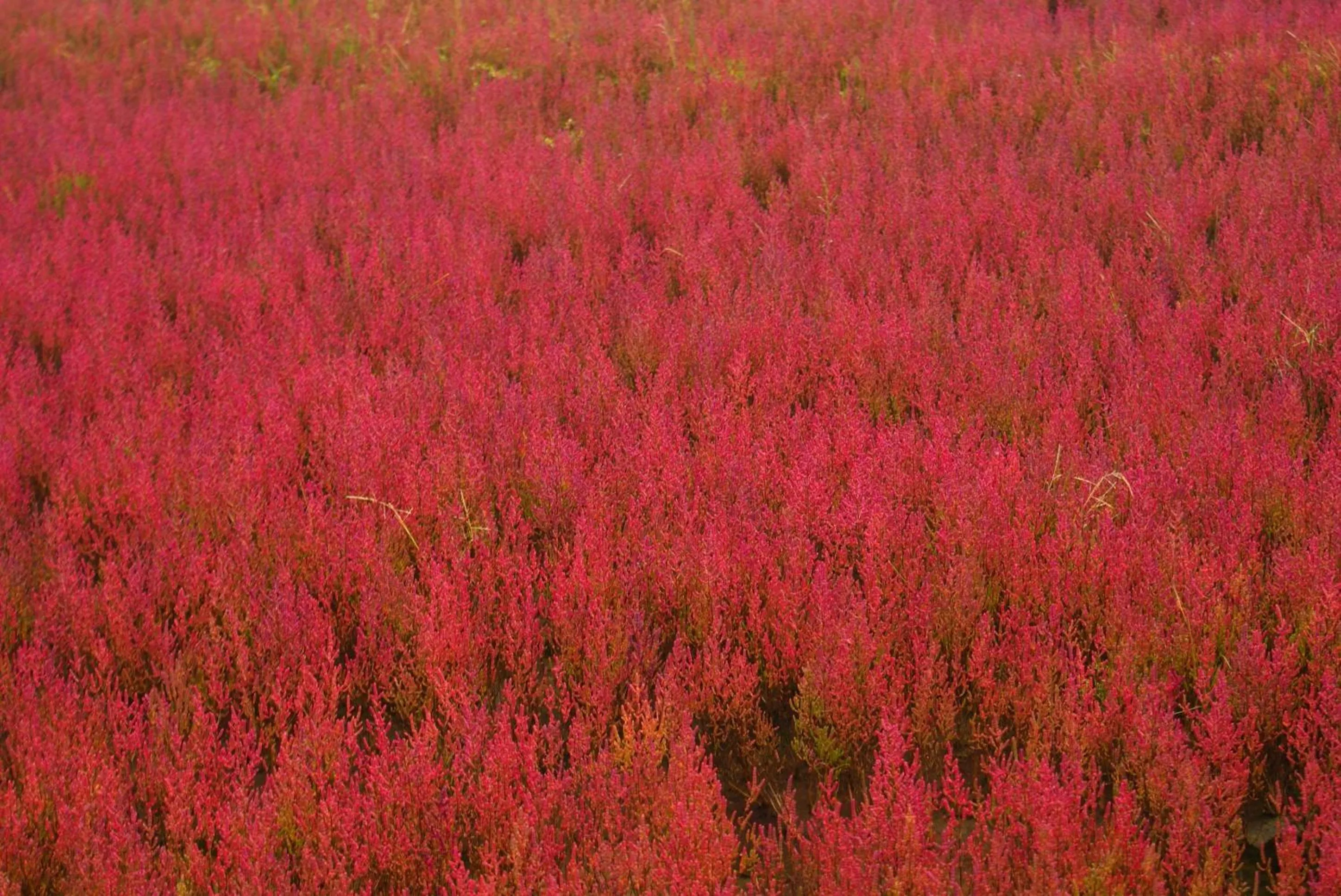 Natural landscape in Kagariya