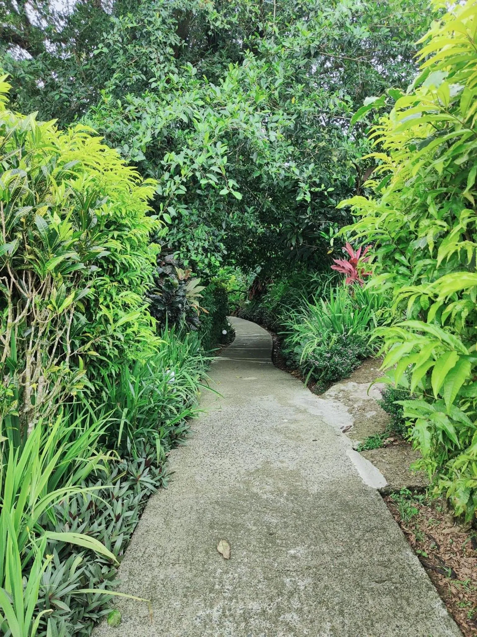 Garden in Wellesley Resort Fiji