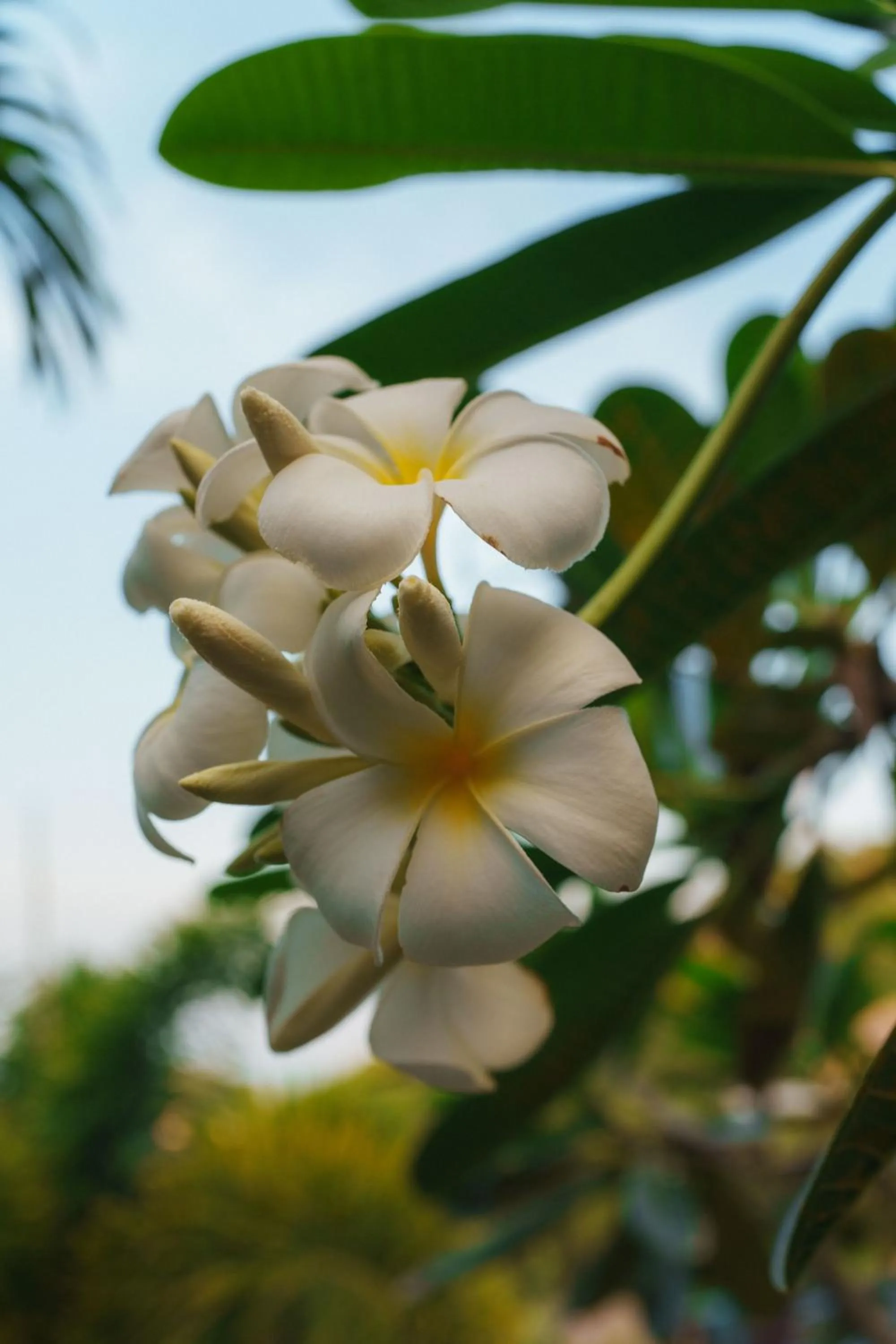 Garden in Pinnacle Koh Tao Resort