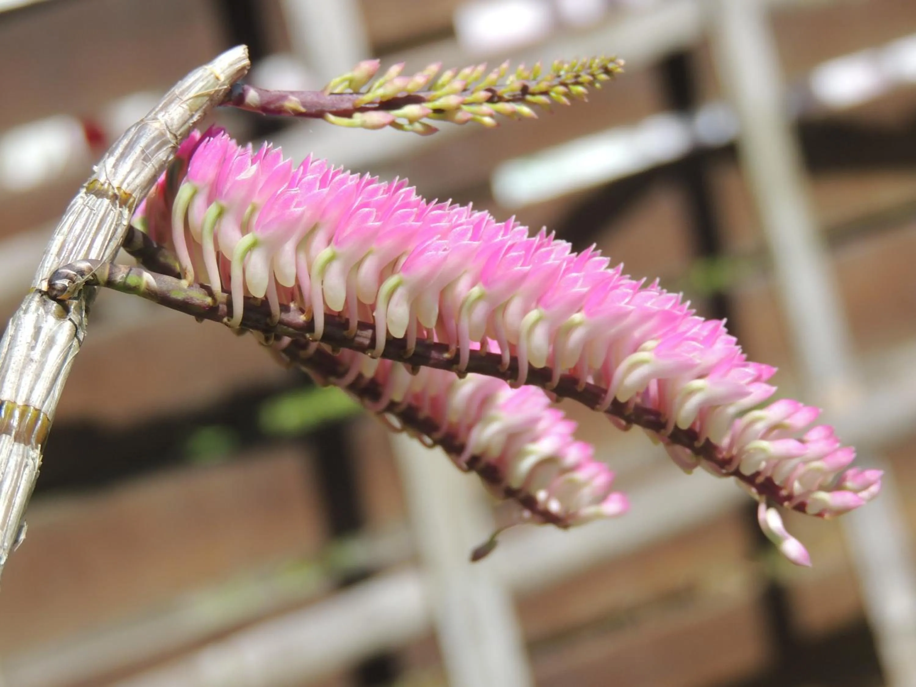 Restaurant/places to eat in Khaolak Grand City