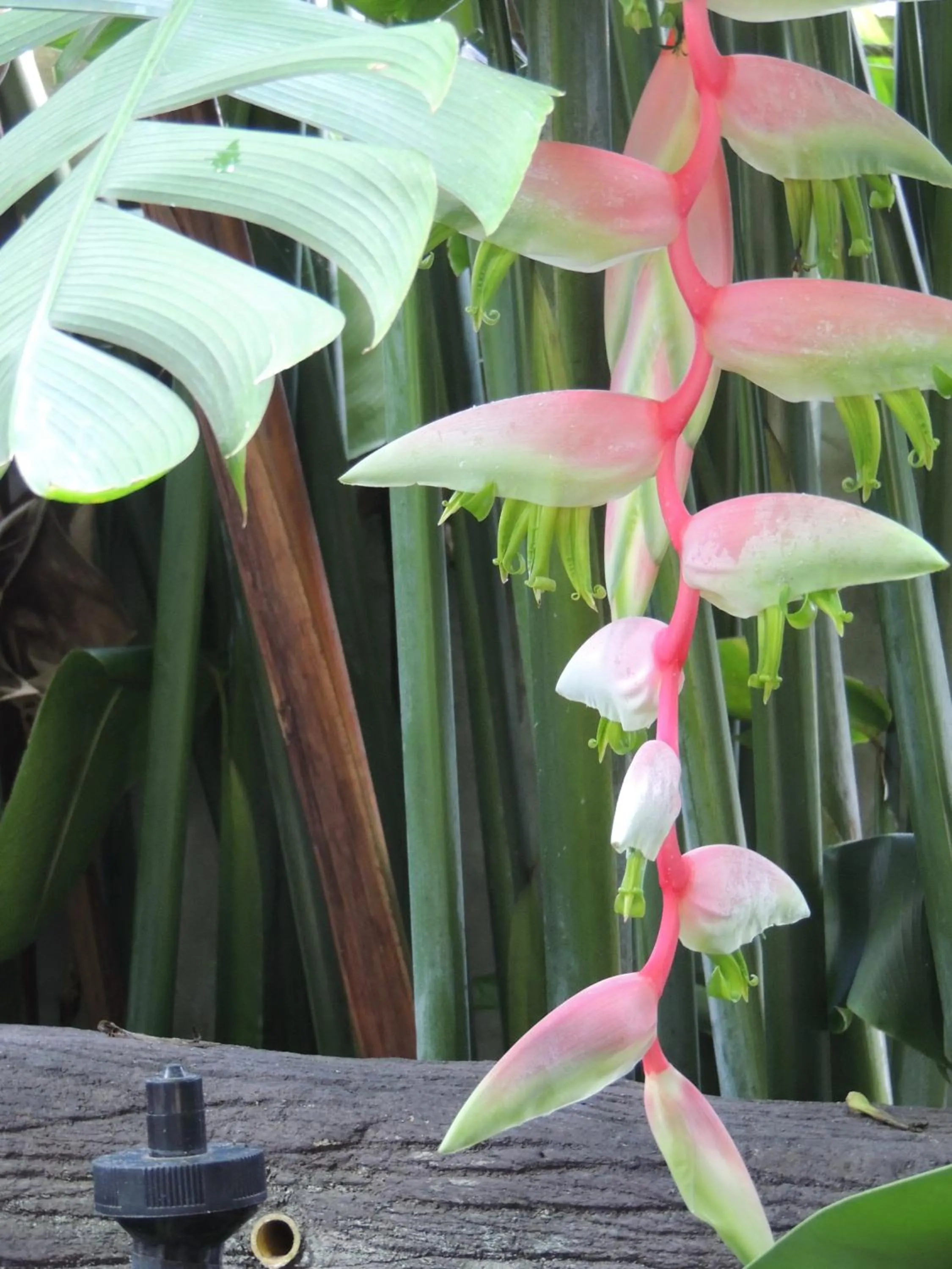 Restaurant/places to eat in Khaolak Grand City