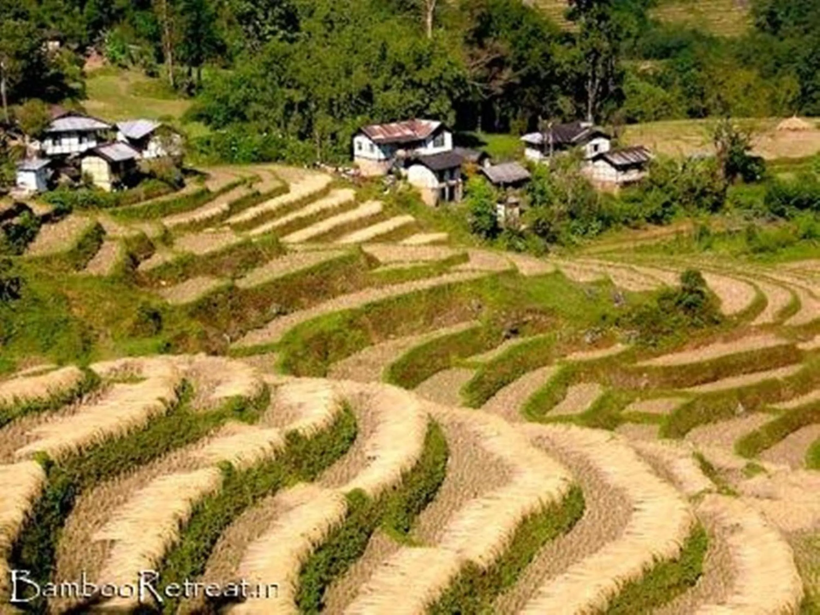Day in Bamboo Retreat