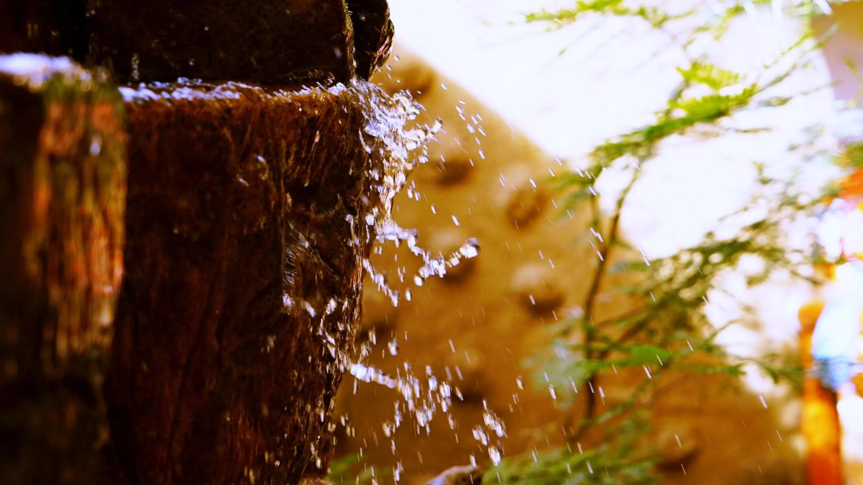 Garden in PrideInn Mara Camp & Cottages