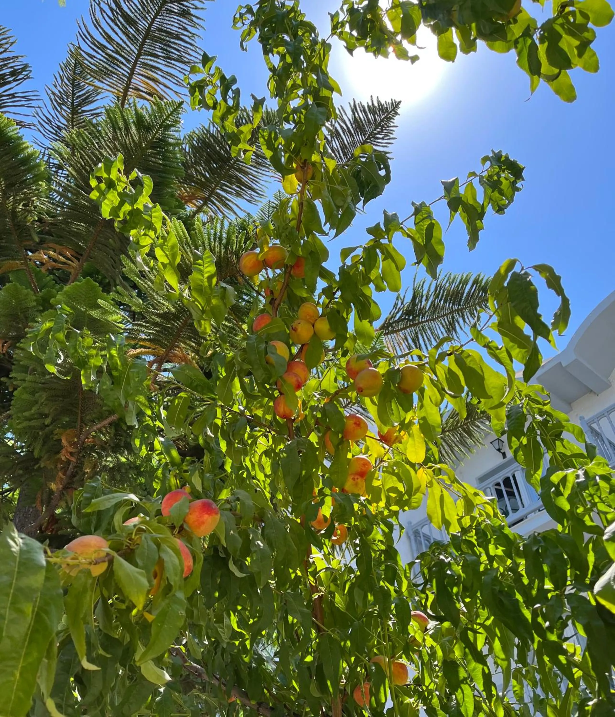 Theodorou Beach Hotel Apartments