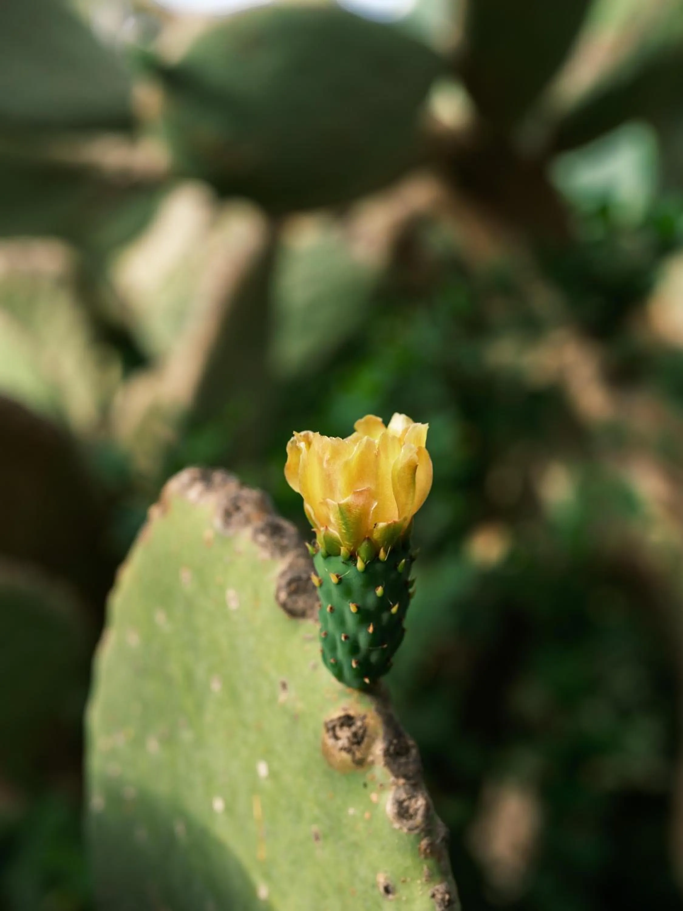 Pets in Flow Datca Surf & Beach Hotel