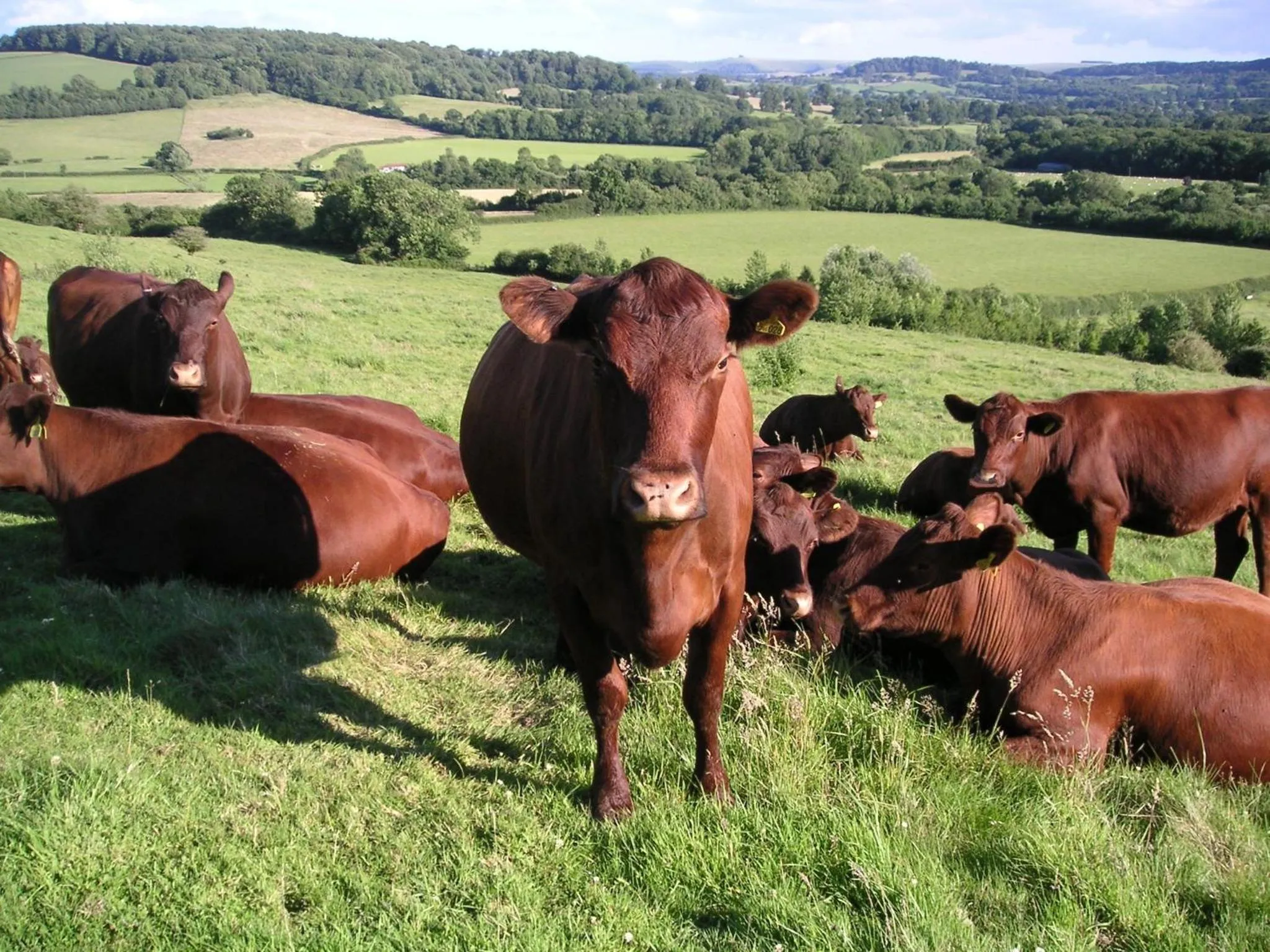 Cools Farm B&B + Cottages