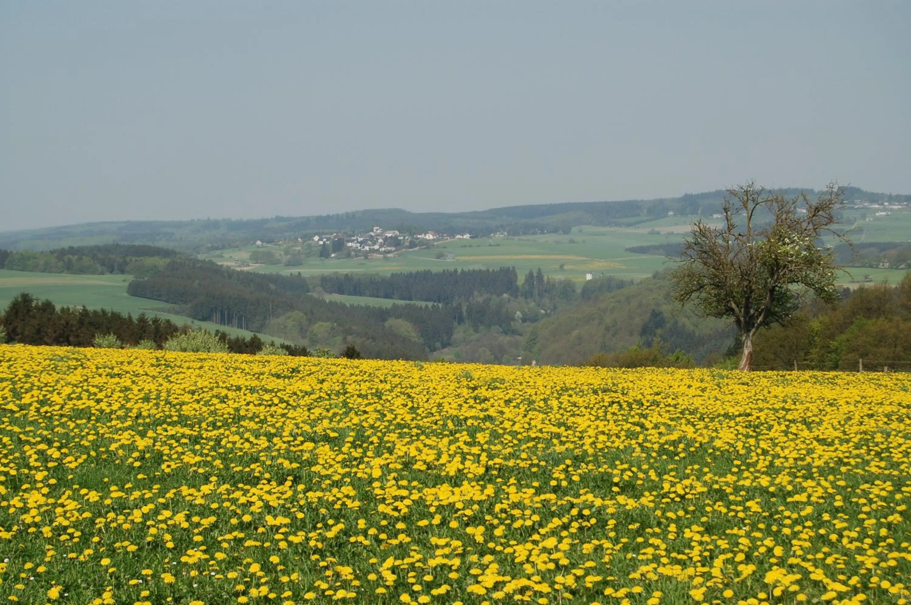 Natural landscape in Landgasthaus Pfahl