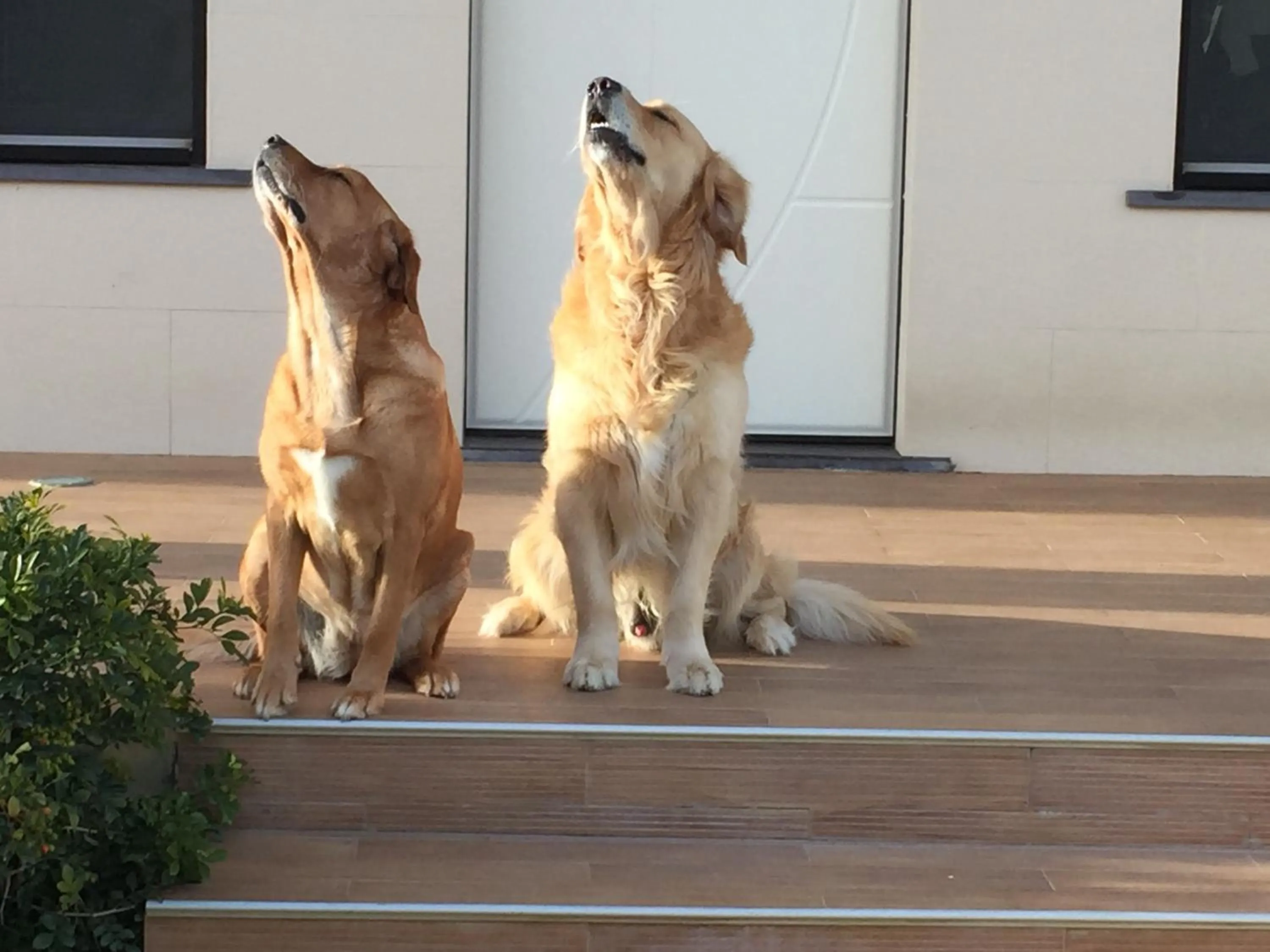 Pets in Hotel Onda Bleu