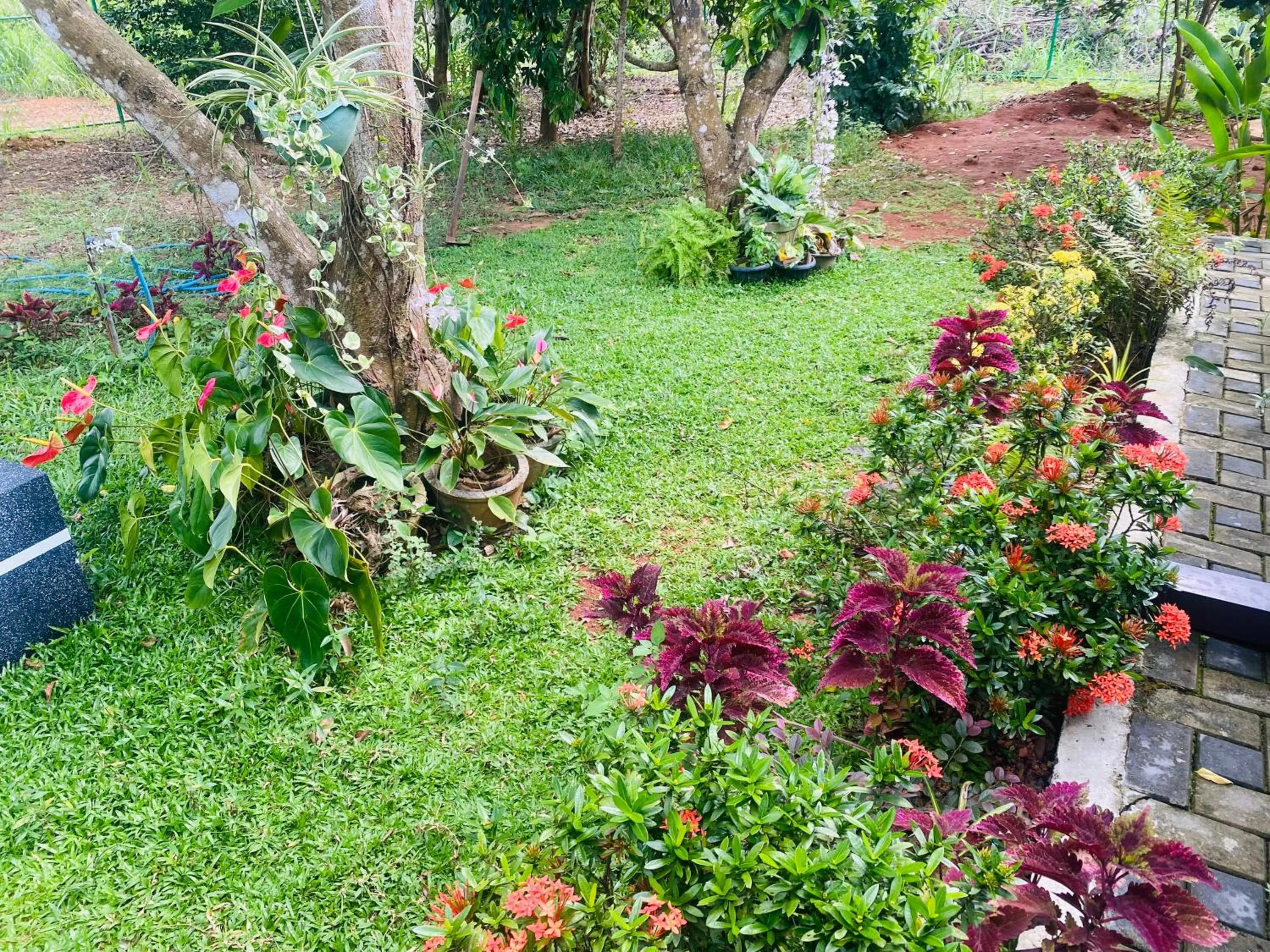 Garden in Fairview Dill homestay