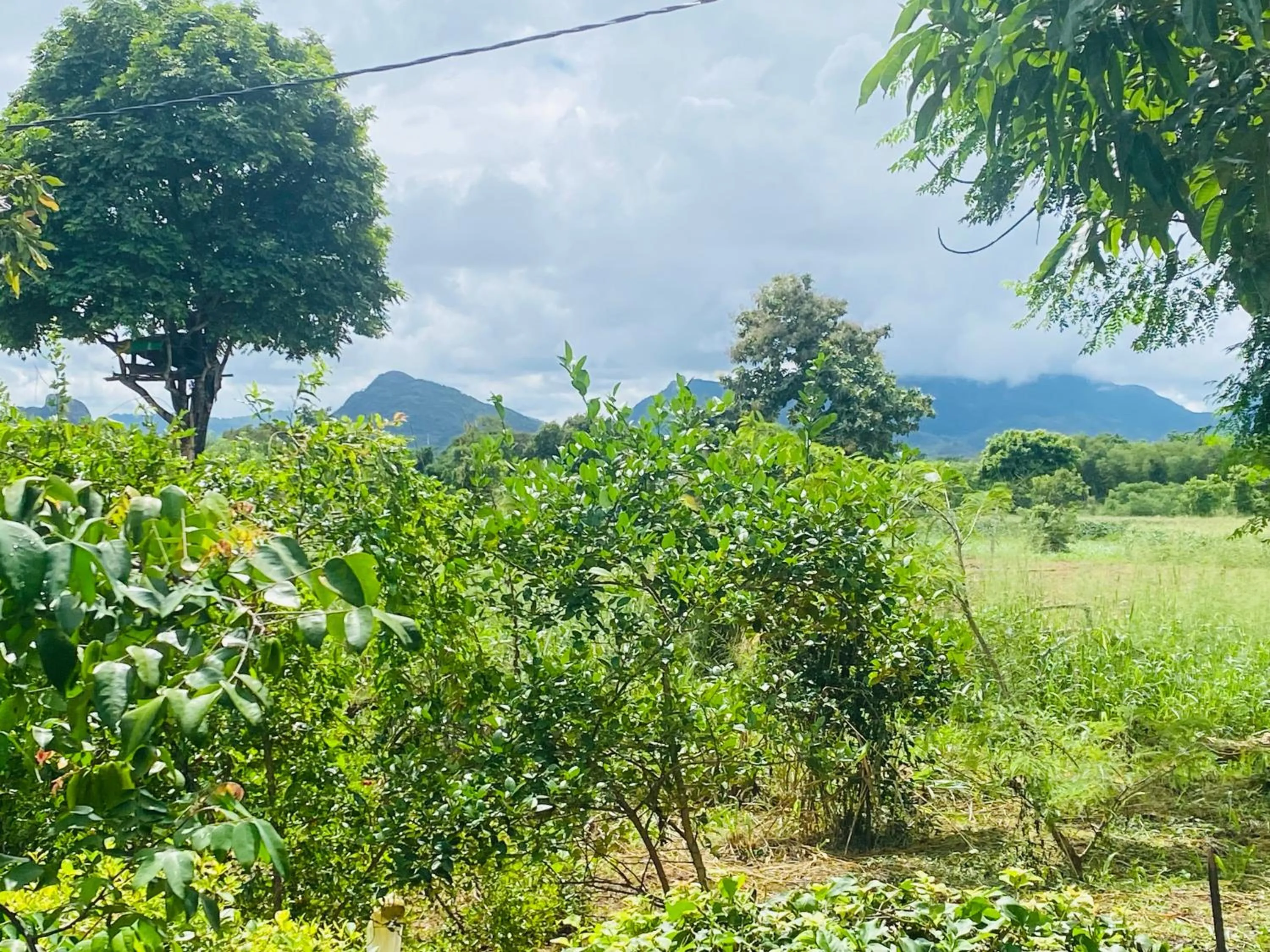 Day in Fairview Dill homestay