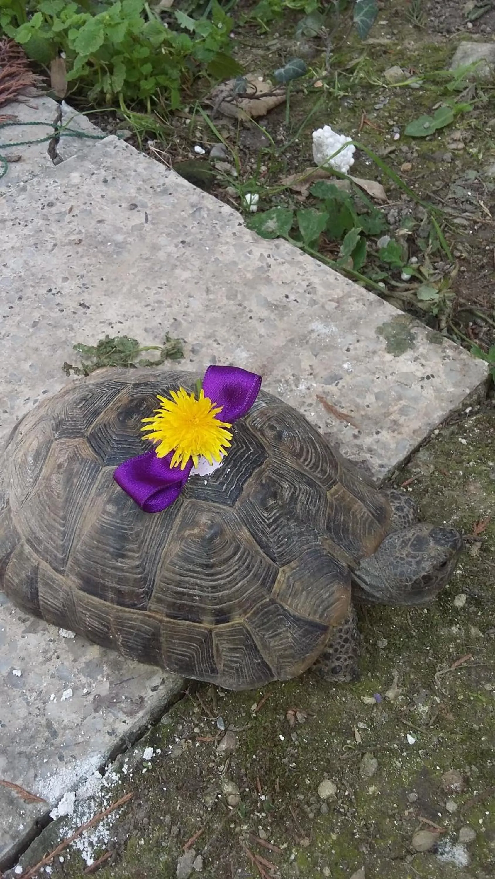 Animals in Nimet Hanım Konağı