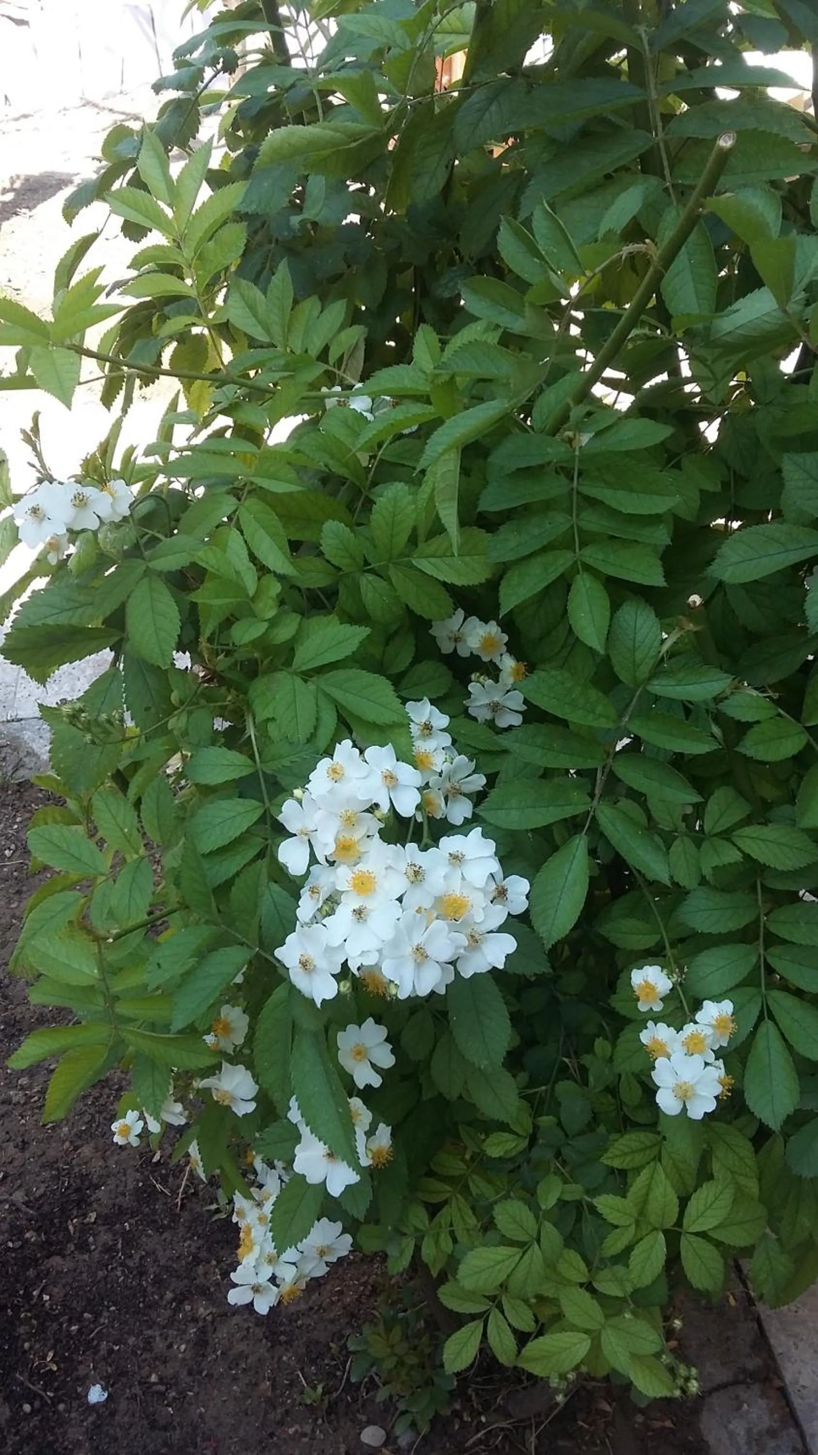 Nimet Hanım Konağı