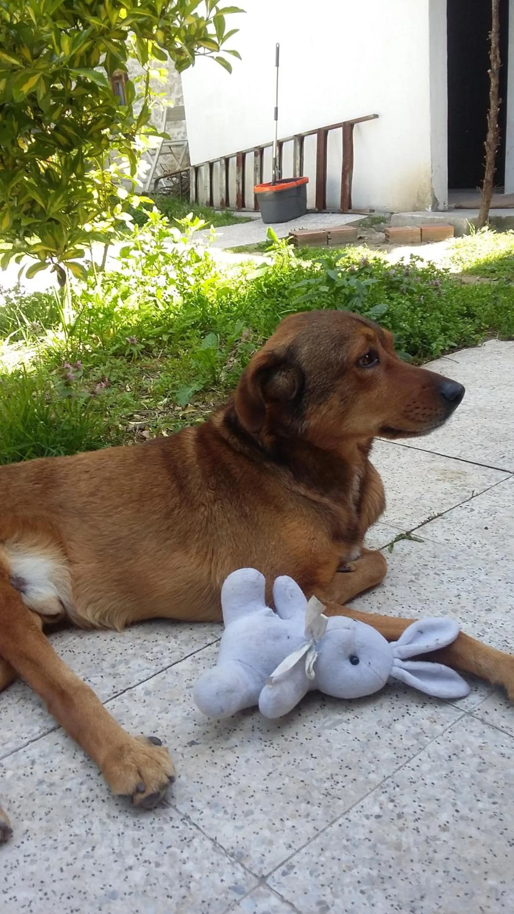 Pets in Nimet Hanım Konağı