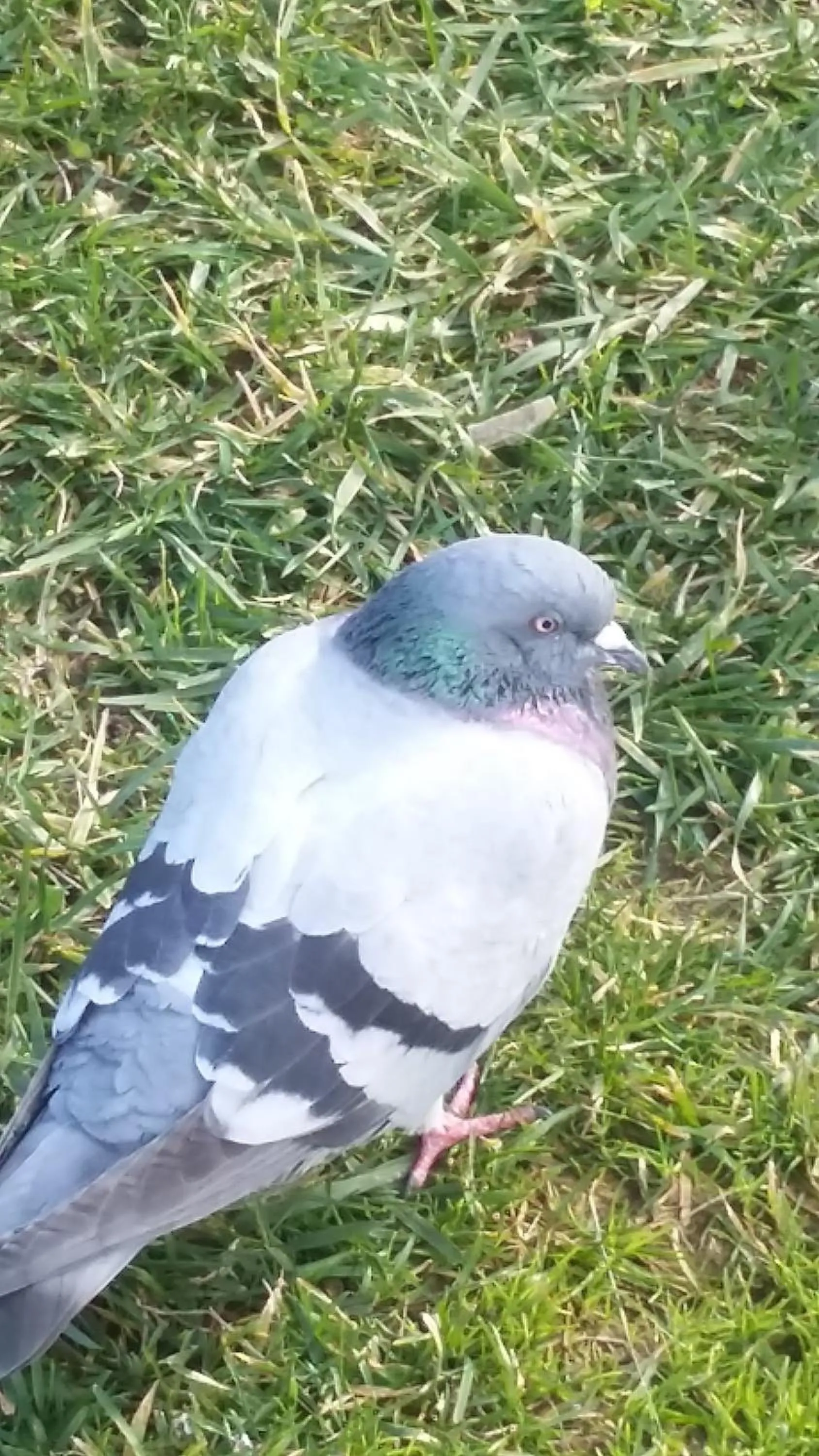 Animals in Nimet Hanım Konağı