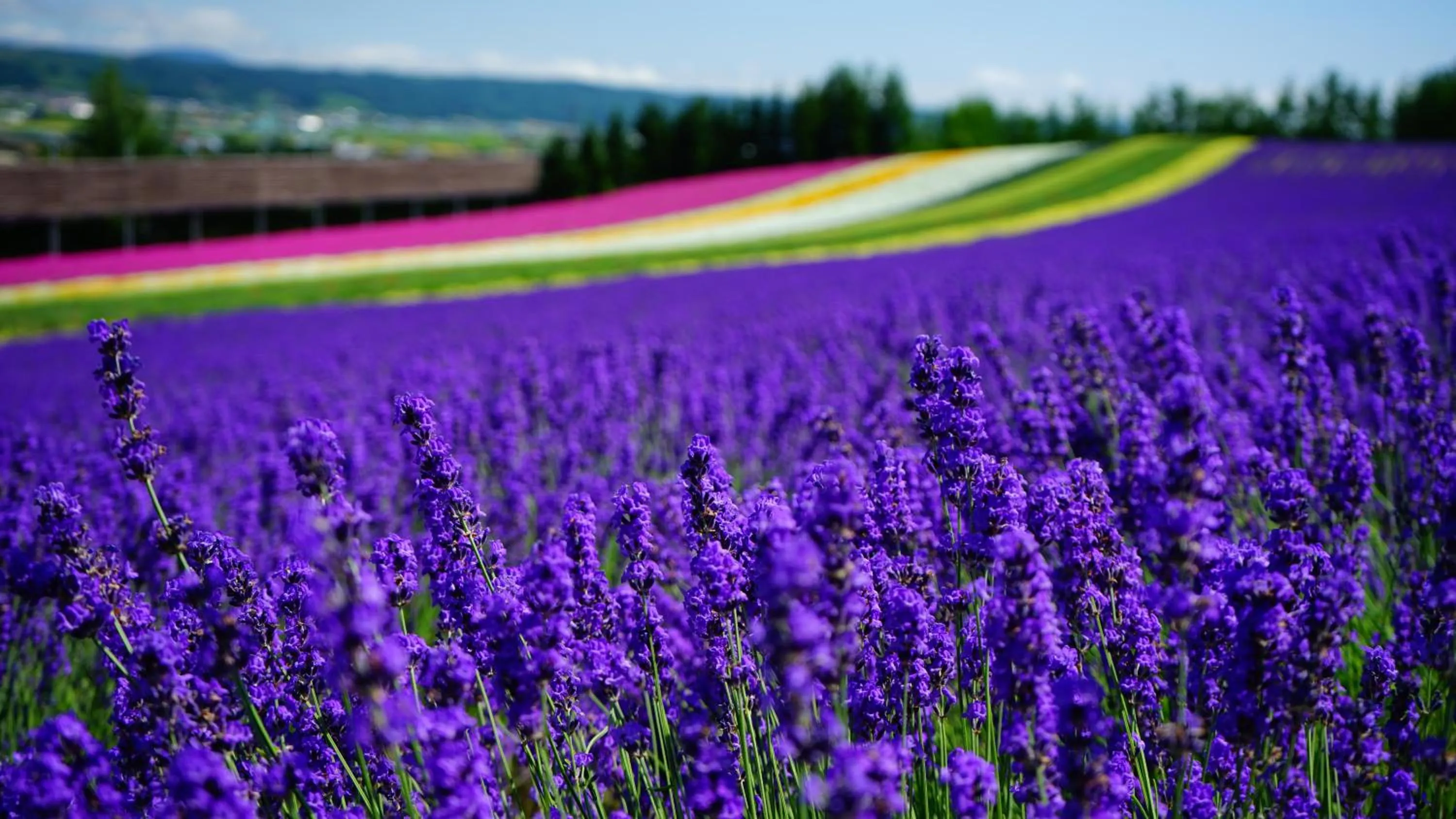 Nearby landmark in Furano Natulux Hotel