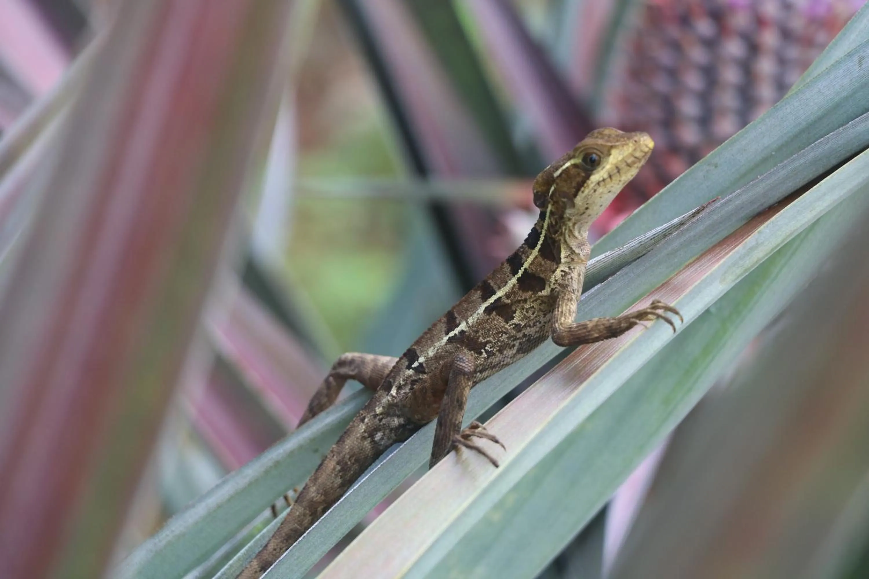 Animals in Villa F&B