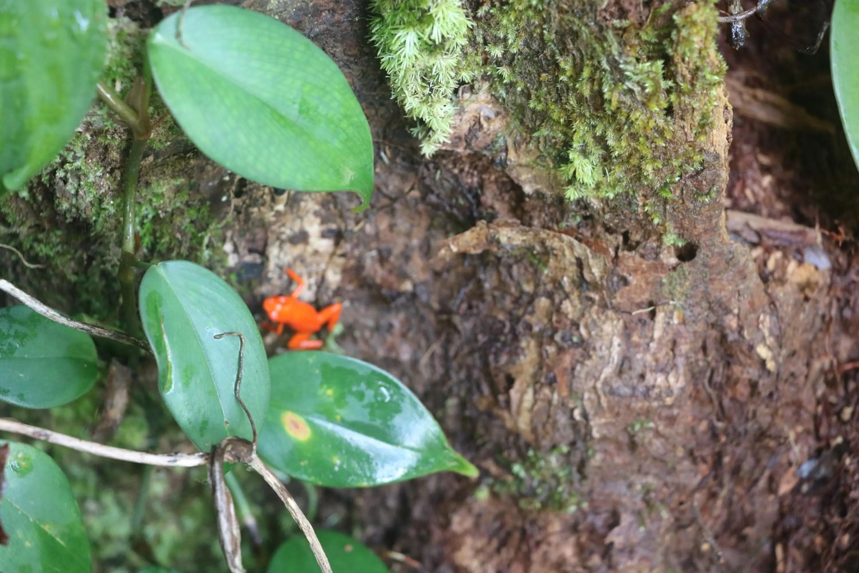 Natural landscape in Villa F&B
