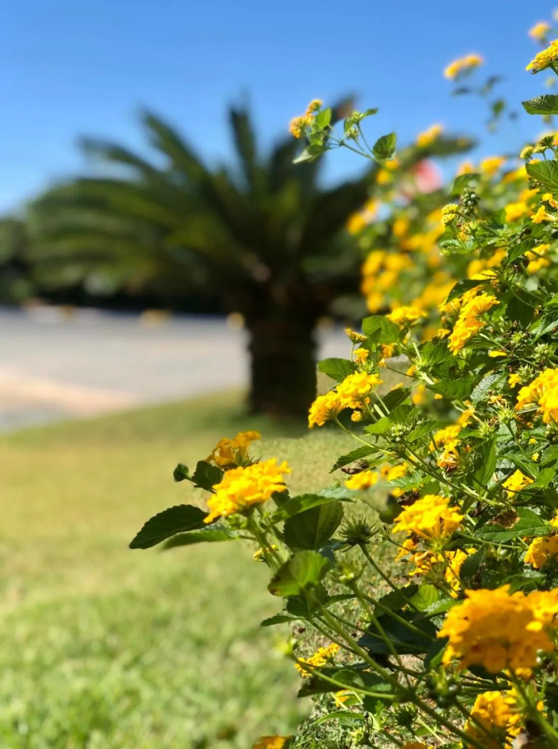 Garden in Reserva Praia Hotel