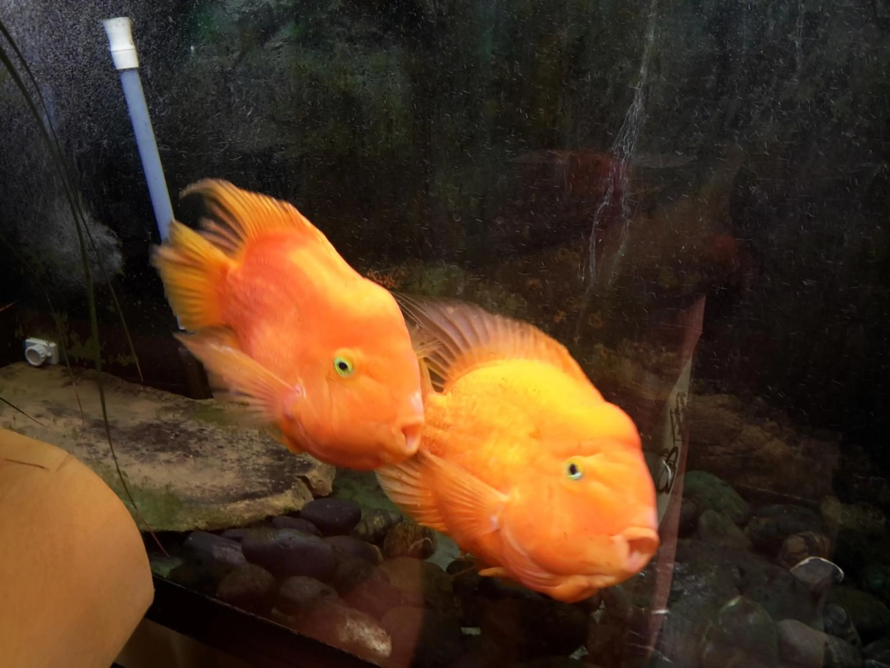 Decorative detail in Albergo Sonia