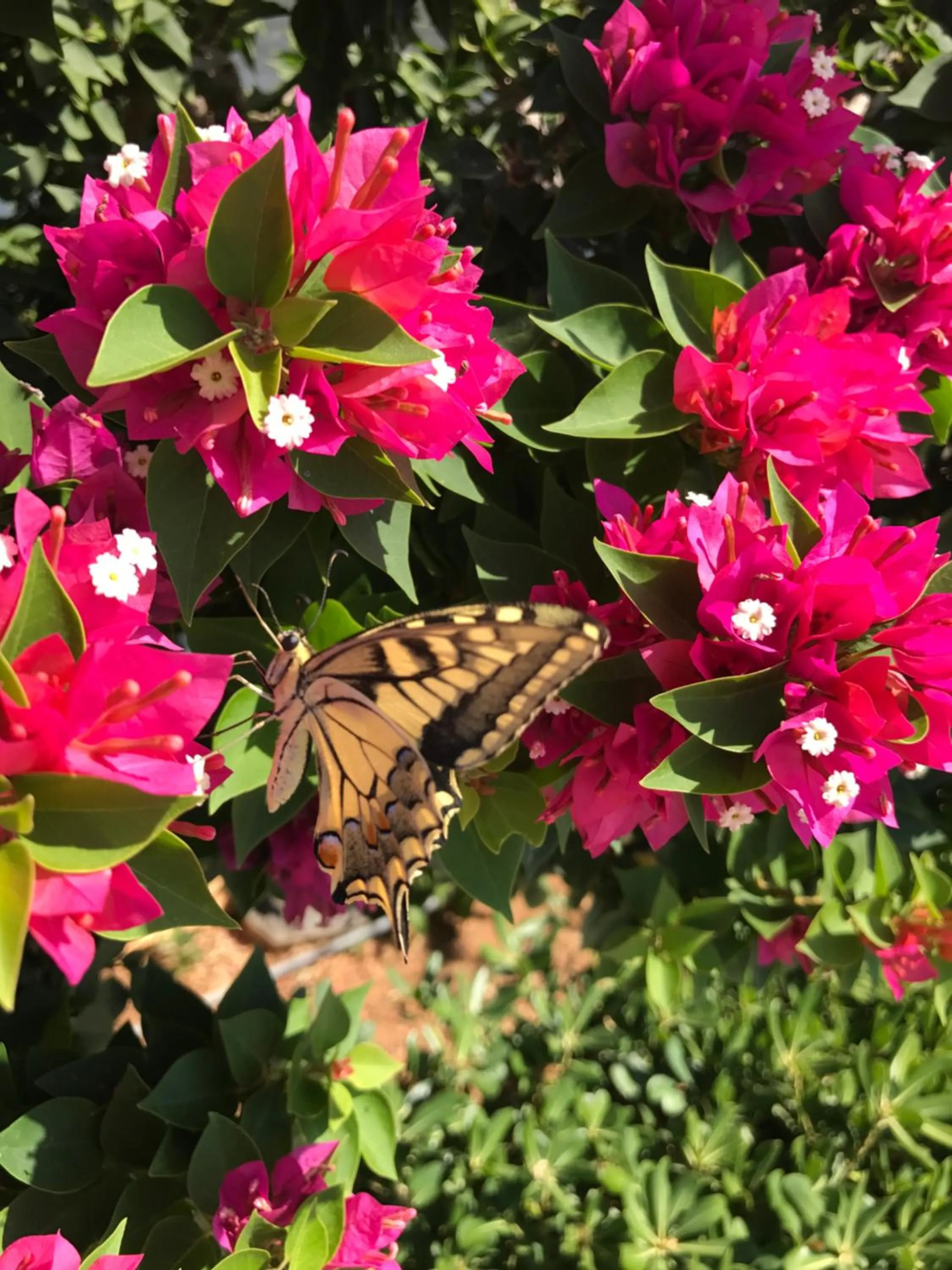 Animals in Nakou Village