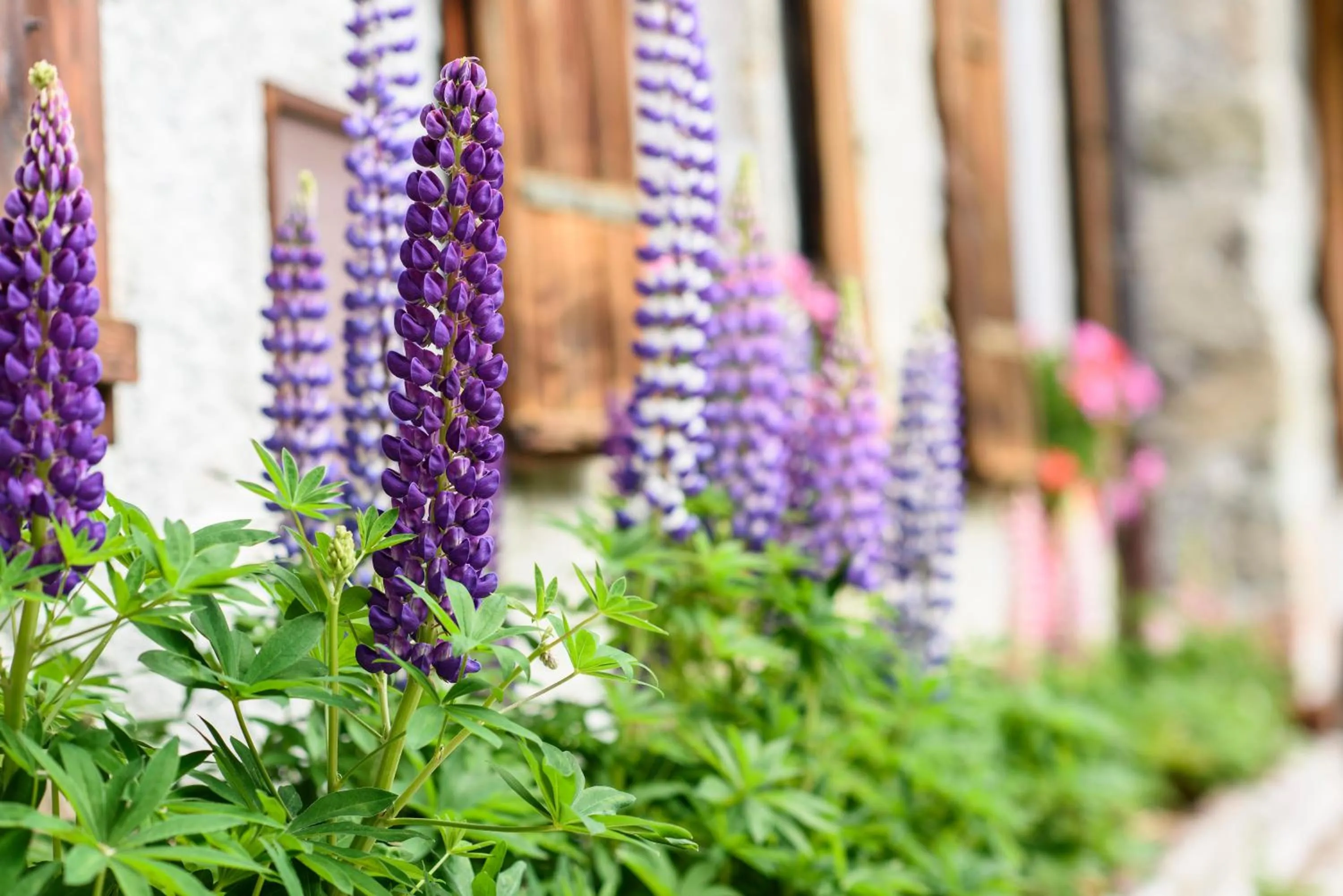 Garden in Grand Hôtel & Kurhaus