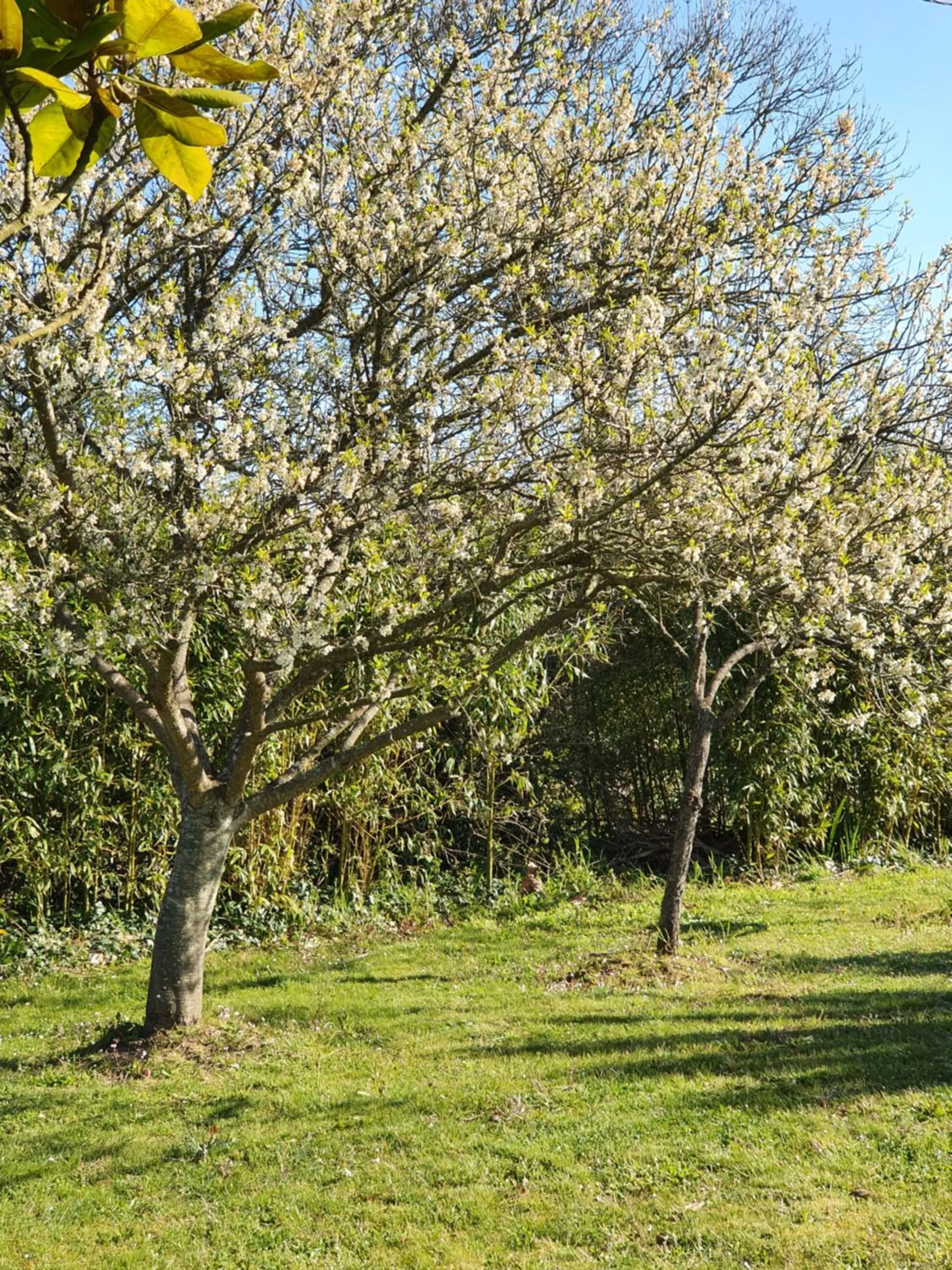 Garden in Chambres du logis De La Mare Du Parc