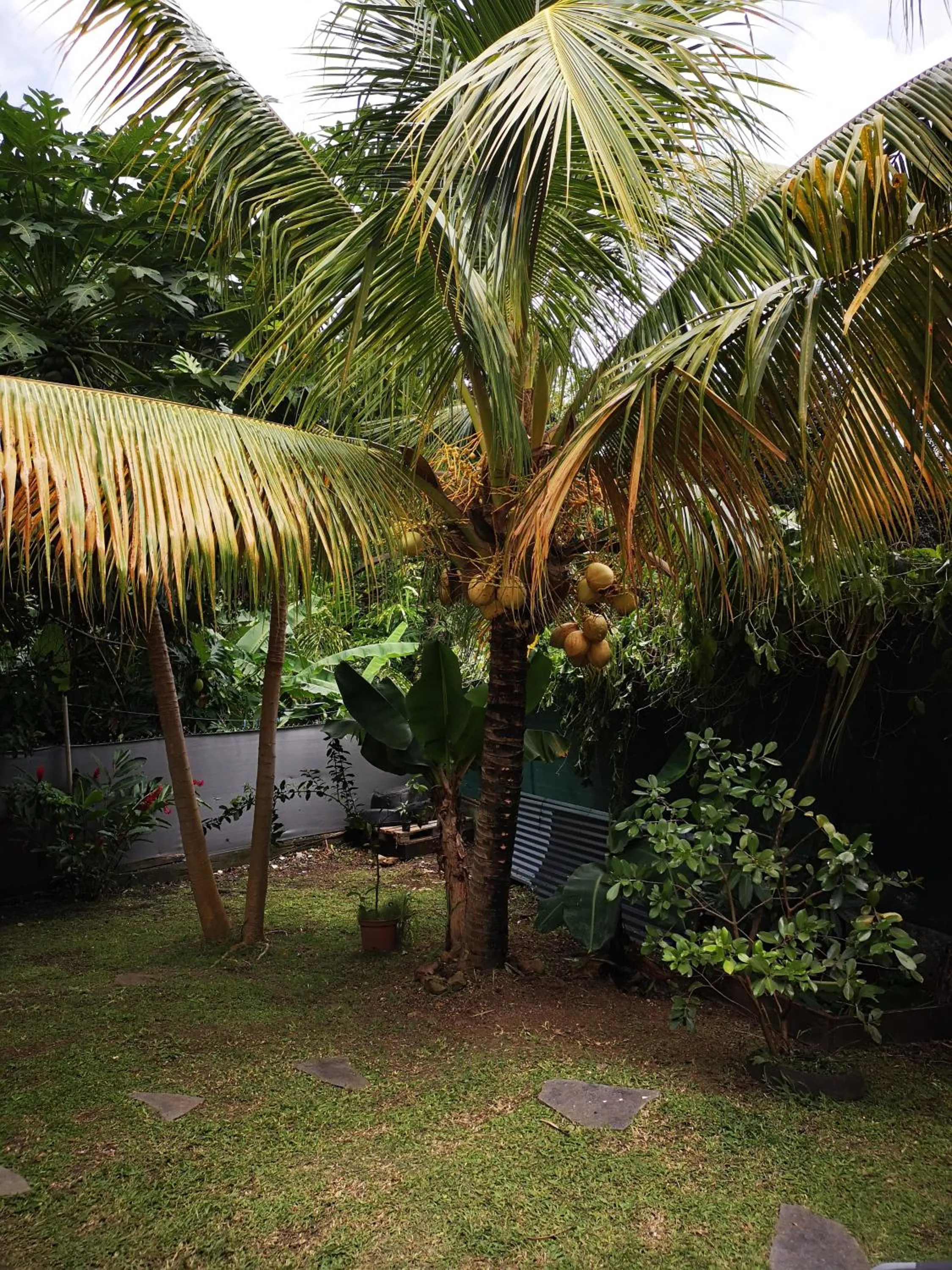 Garden view in Ti Coco