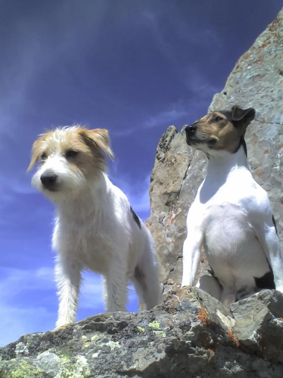 Pets in Hotel Garni Apart TINA