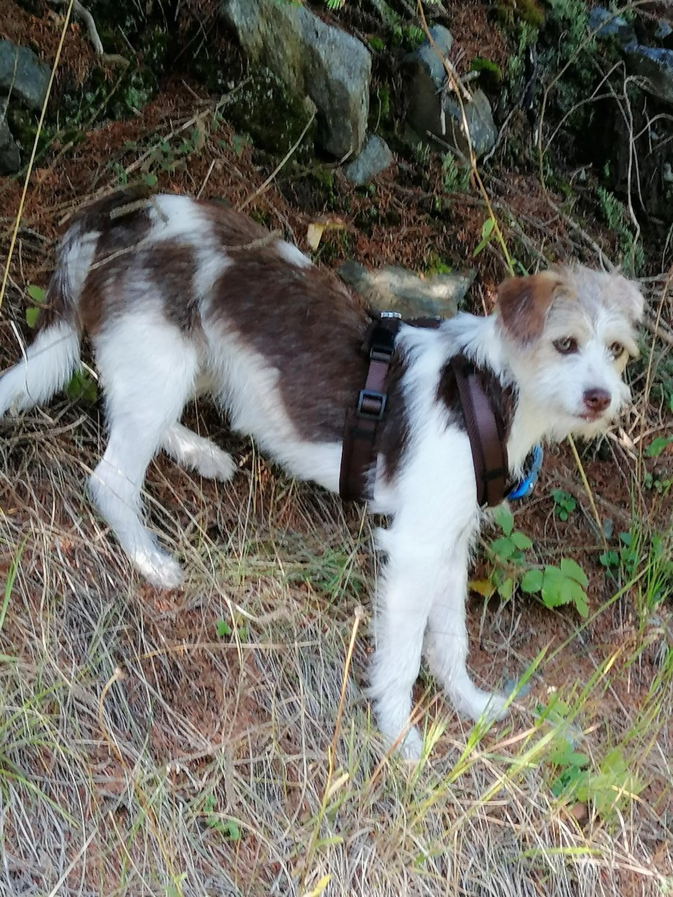 Pets in Hotel Garni Apart TINA