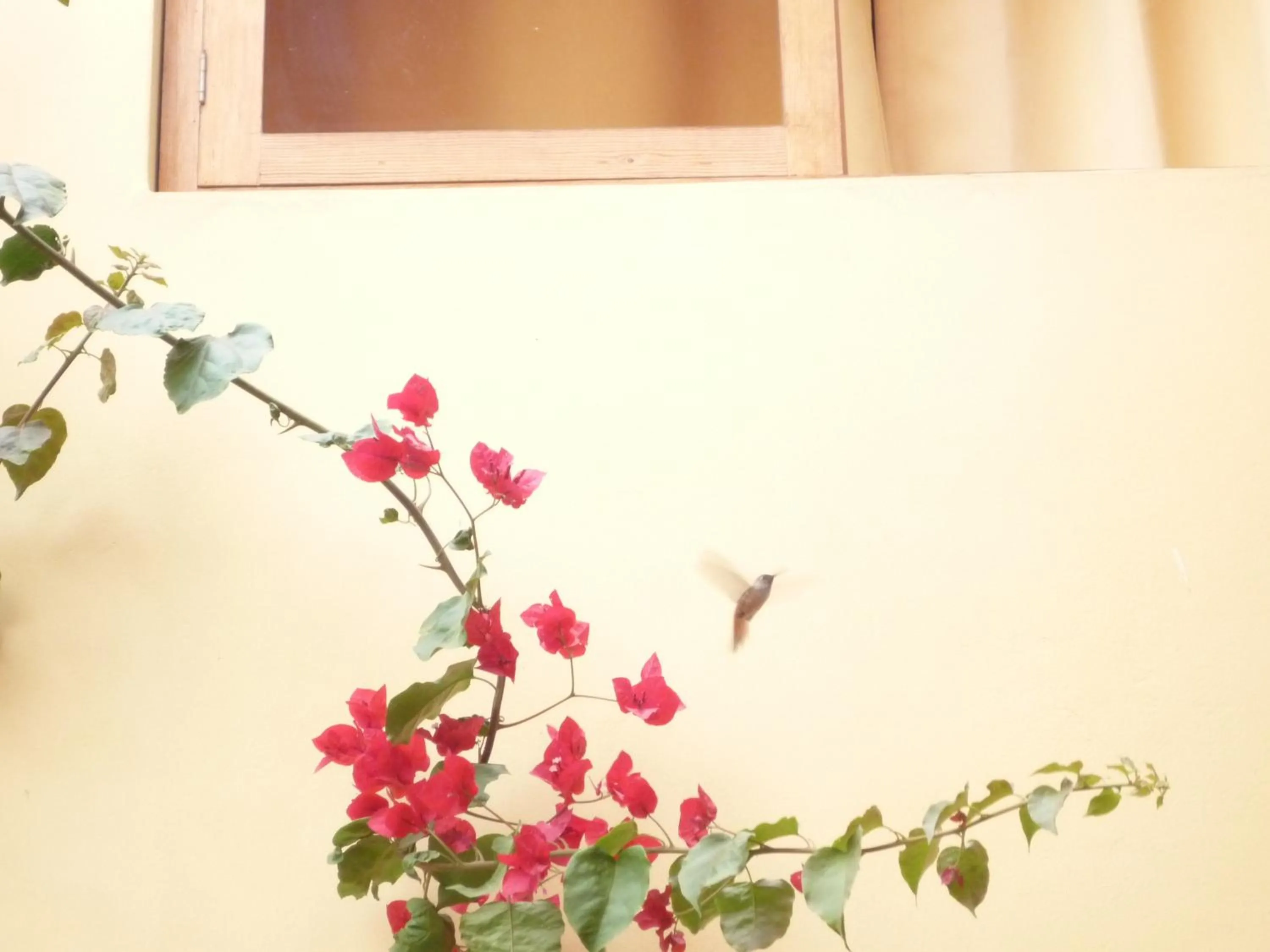 Patio in Hostal Tambo Colorado